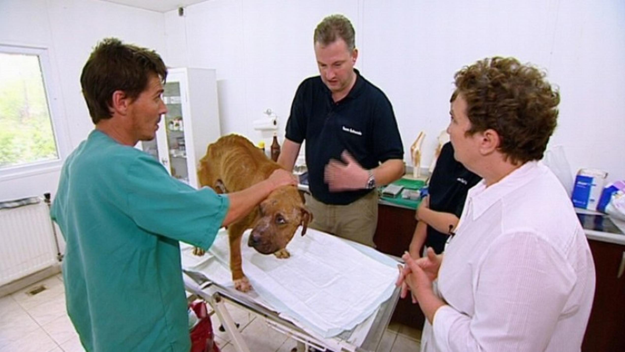 Menschen, Tiere & Doktoren: Hund