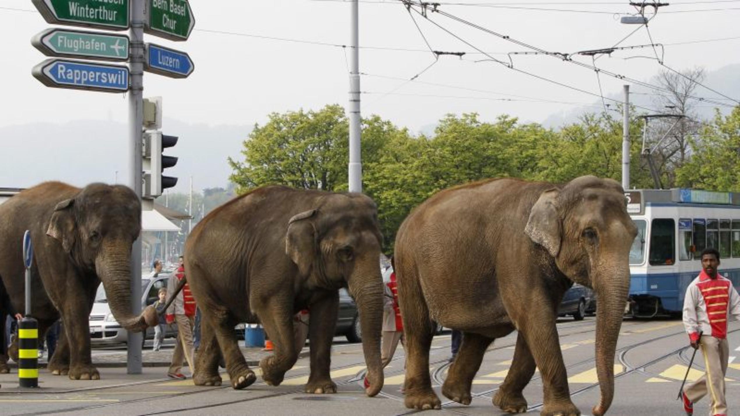 Haben Elefanten in der Schweiz Vorfahrt?