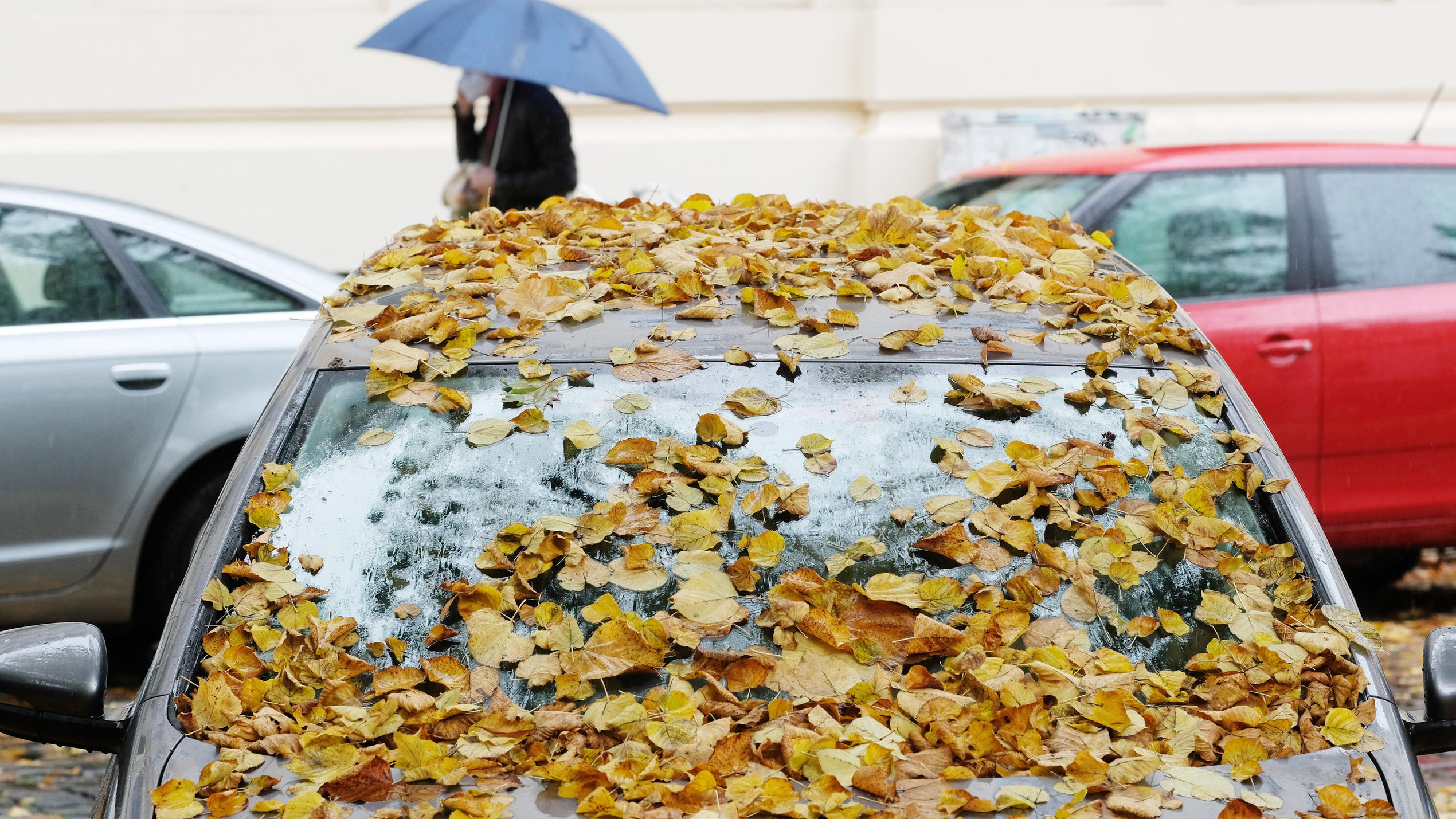Regen lässt Lindenblätter auf einem Auto haften.