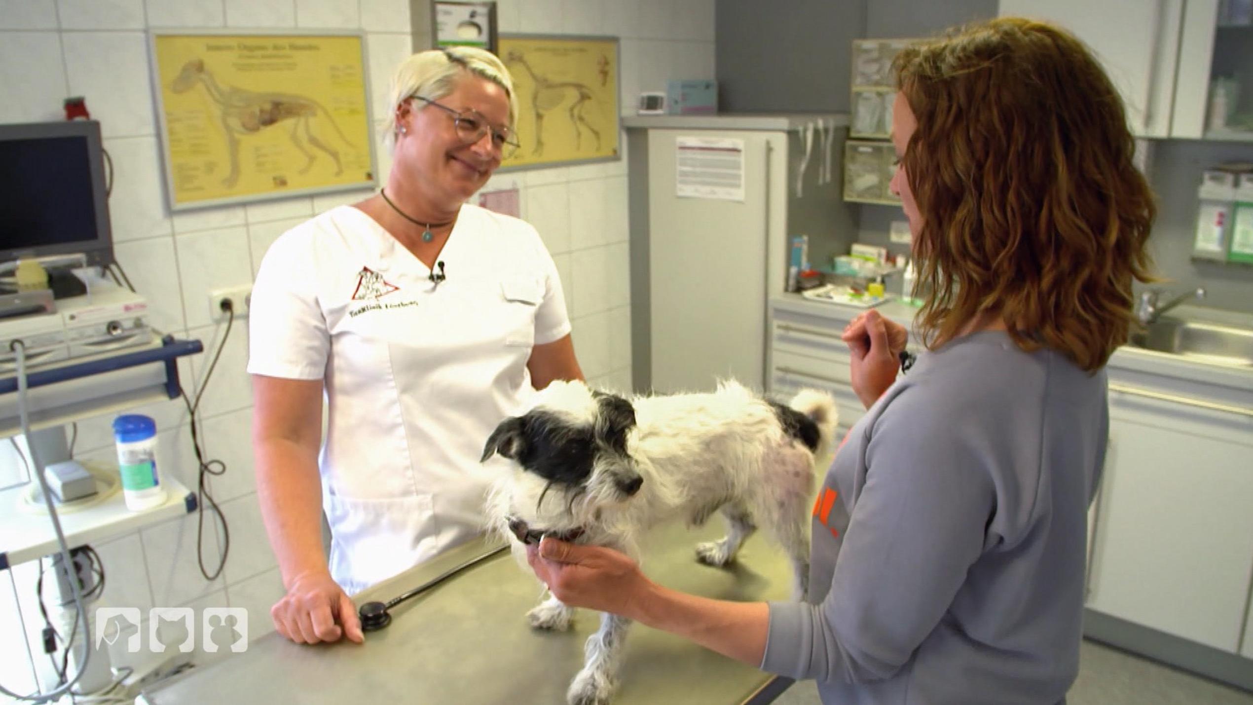 Ein Besuch bei der Tierärztin: "hundkatzemaus"-Moderatorin Kate Kitchenham lässt ihren Hund Knox durchchecken.