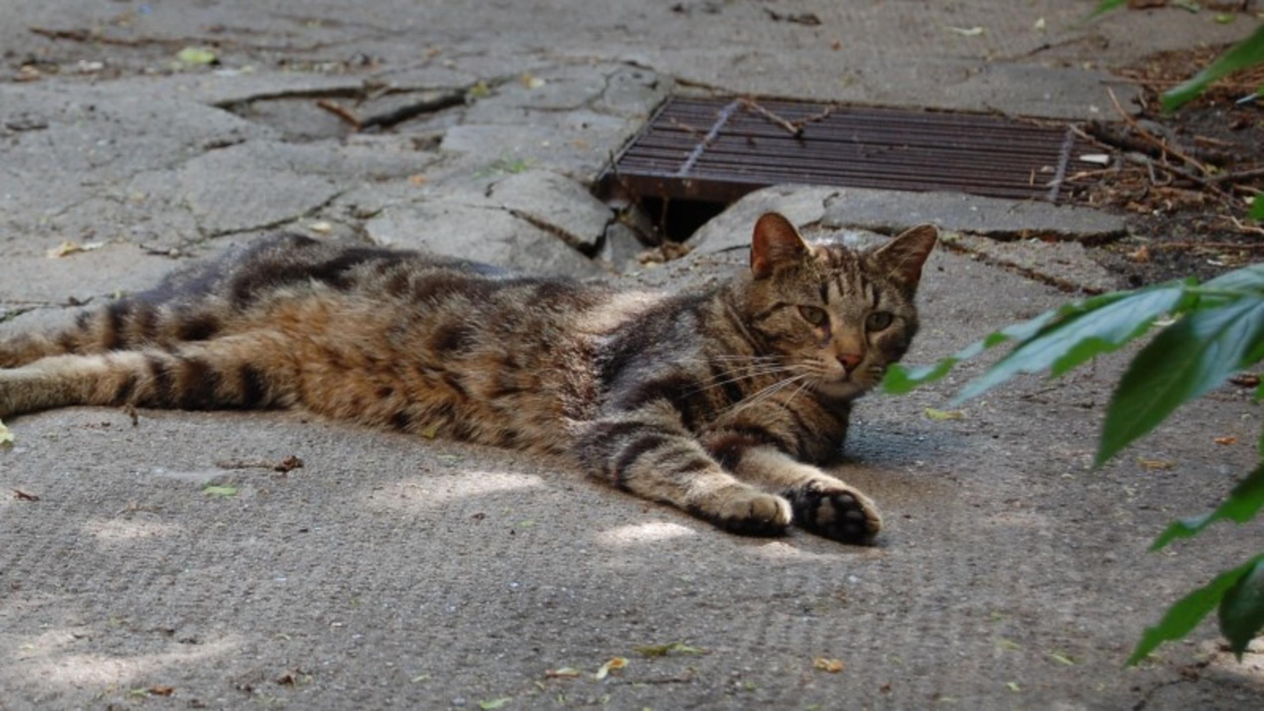 Projekt Kitty. Eine neue Chance zur Verbesserung der Situation von Straßenkatzen.