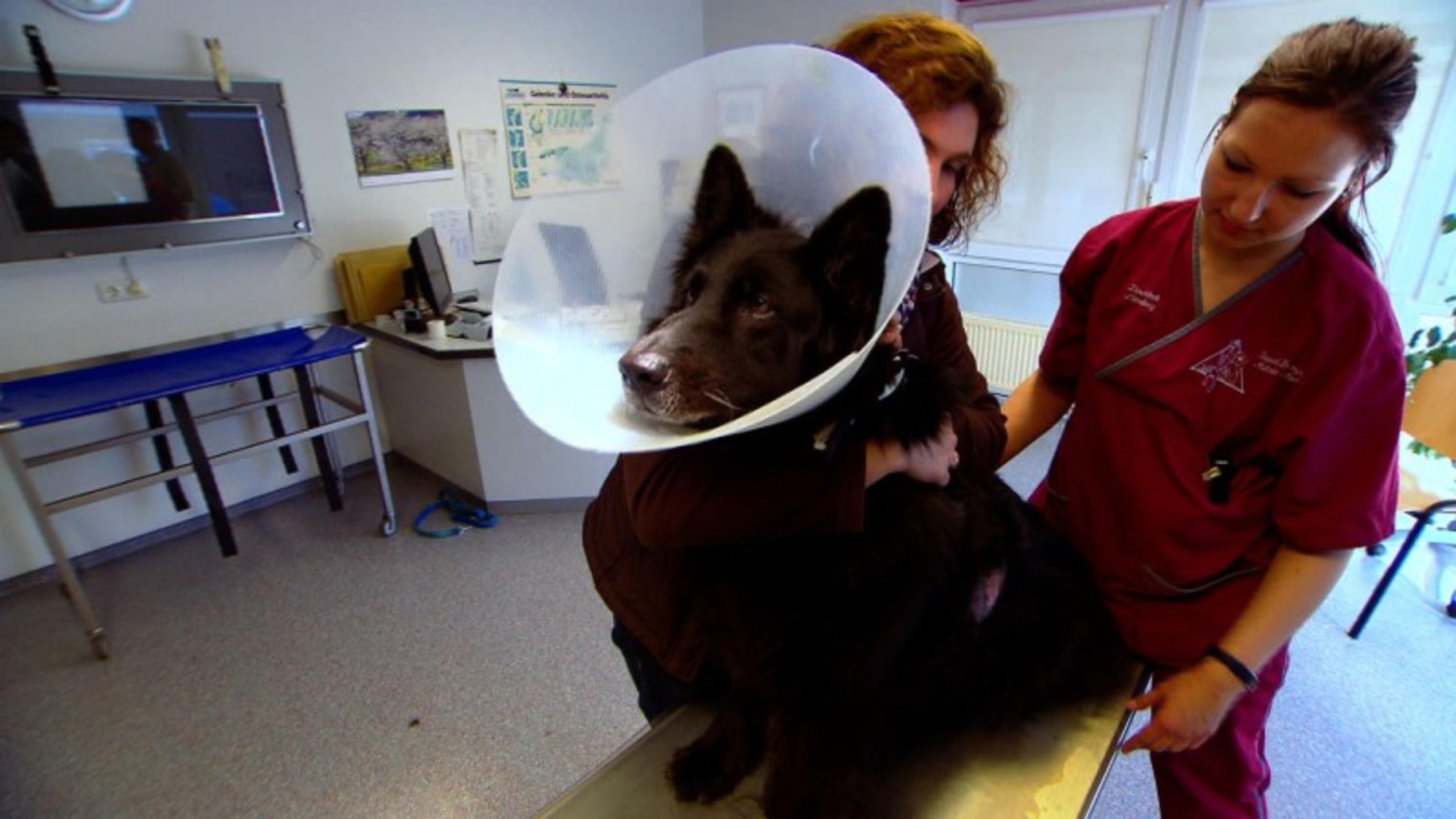 In der Tierklinik Lüneburg wird Hündin Bella untersucht, die an einem schmerzhaften Abzess leidet.