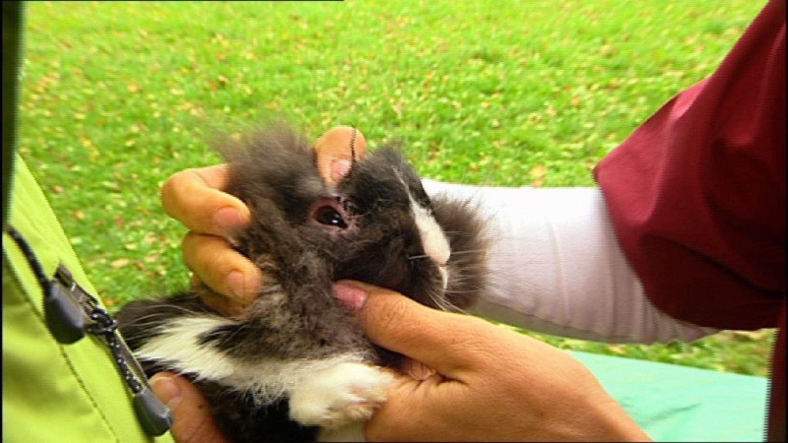 Kann die Tierärztin den gefährlichen Virus bei Kaninchen Emil bekämpfen?