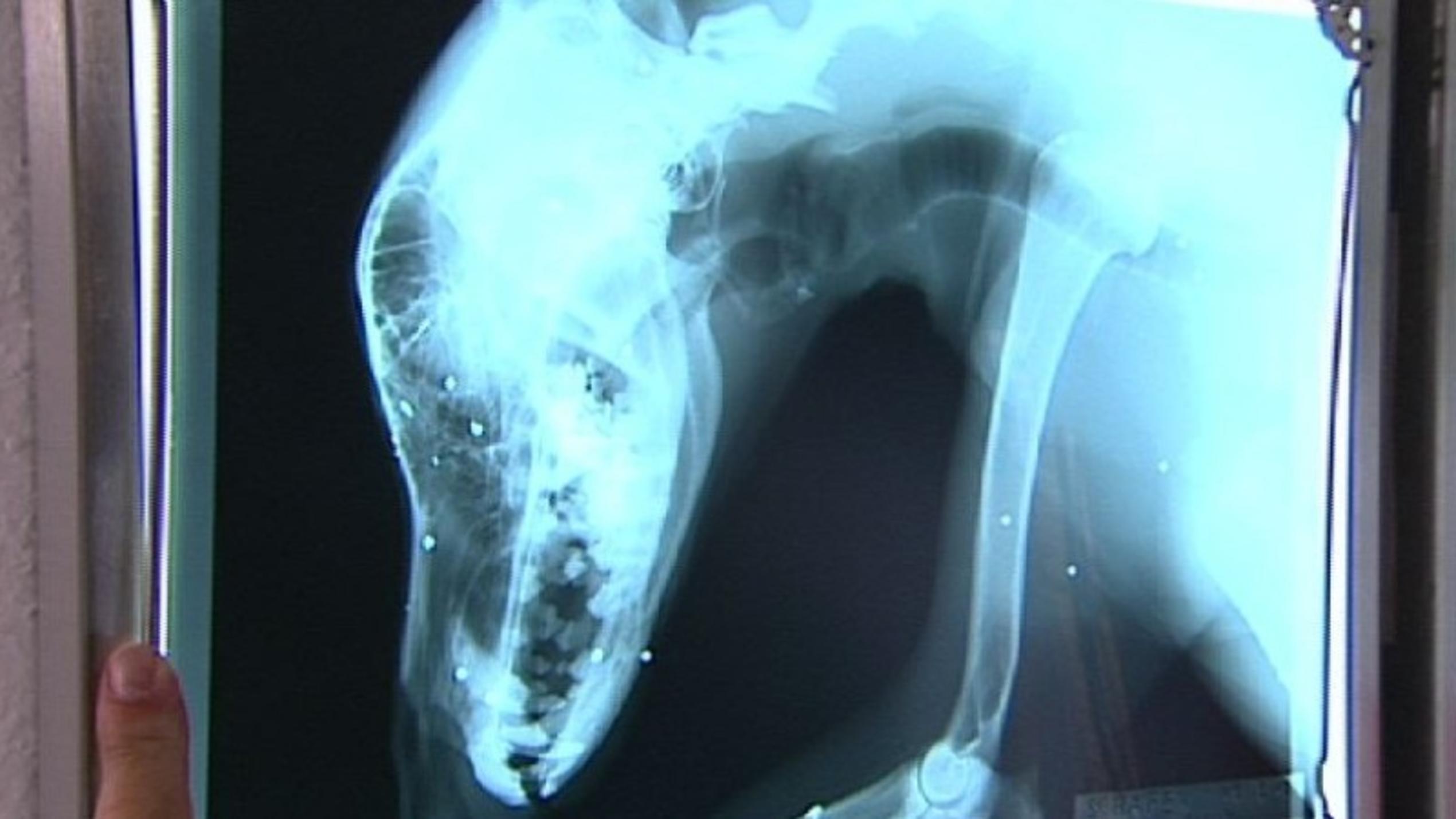 hundkatzemaus-Tierarzt Dr. Wolf behandelt einen Hund mit Schrotkugeln im Körper.