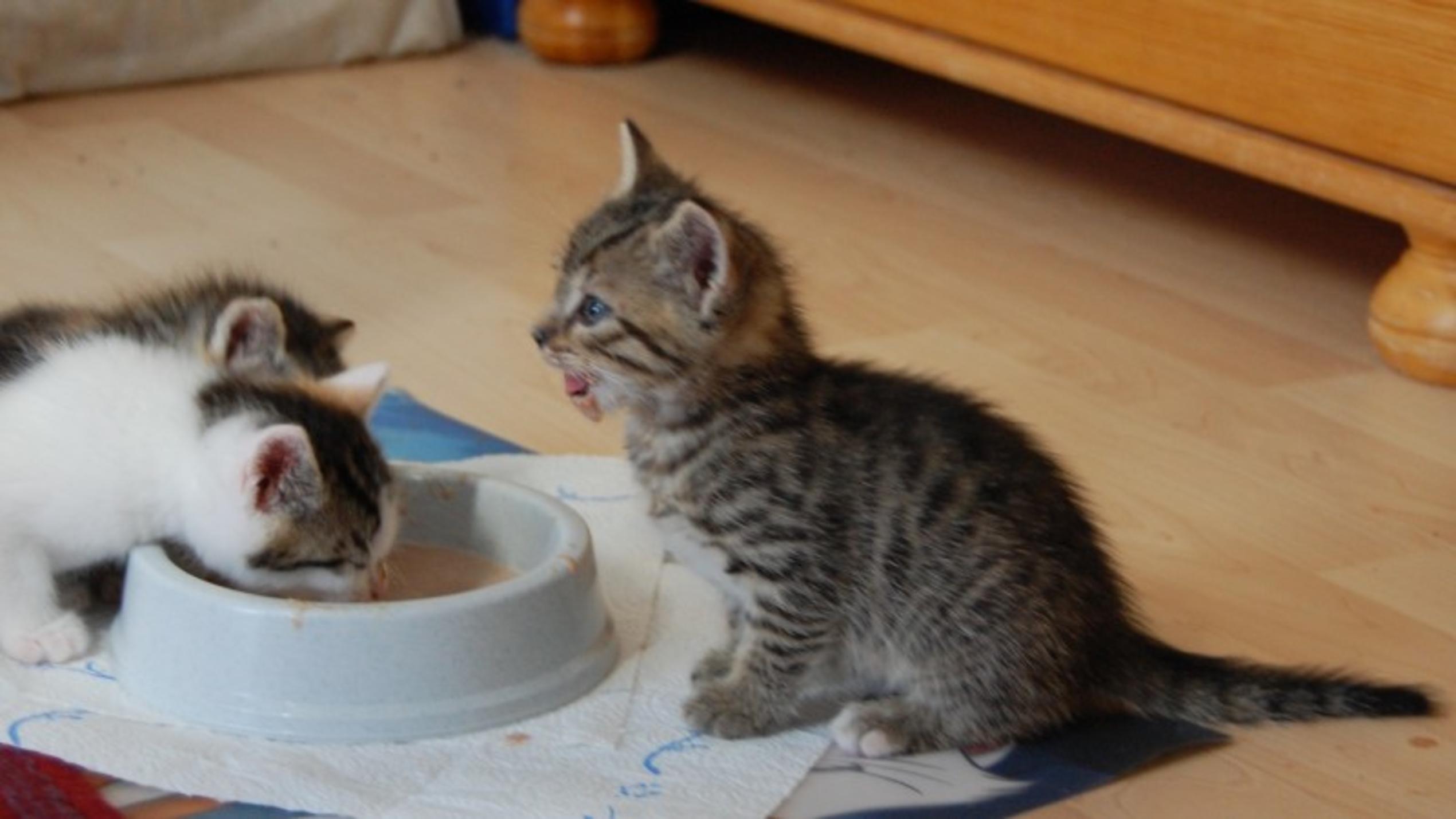 In der Katzenbabystation Glindow können die Streunerkatzen zusammen mit ihrem Nachwuchs aufwachsen.