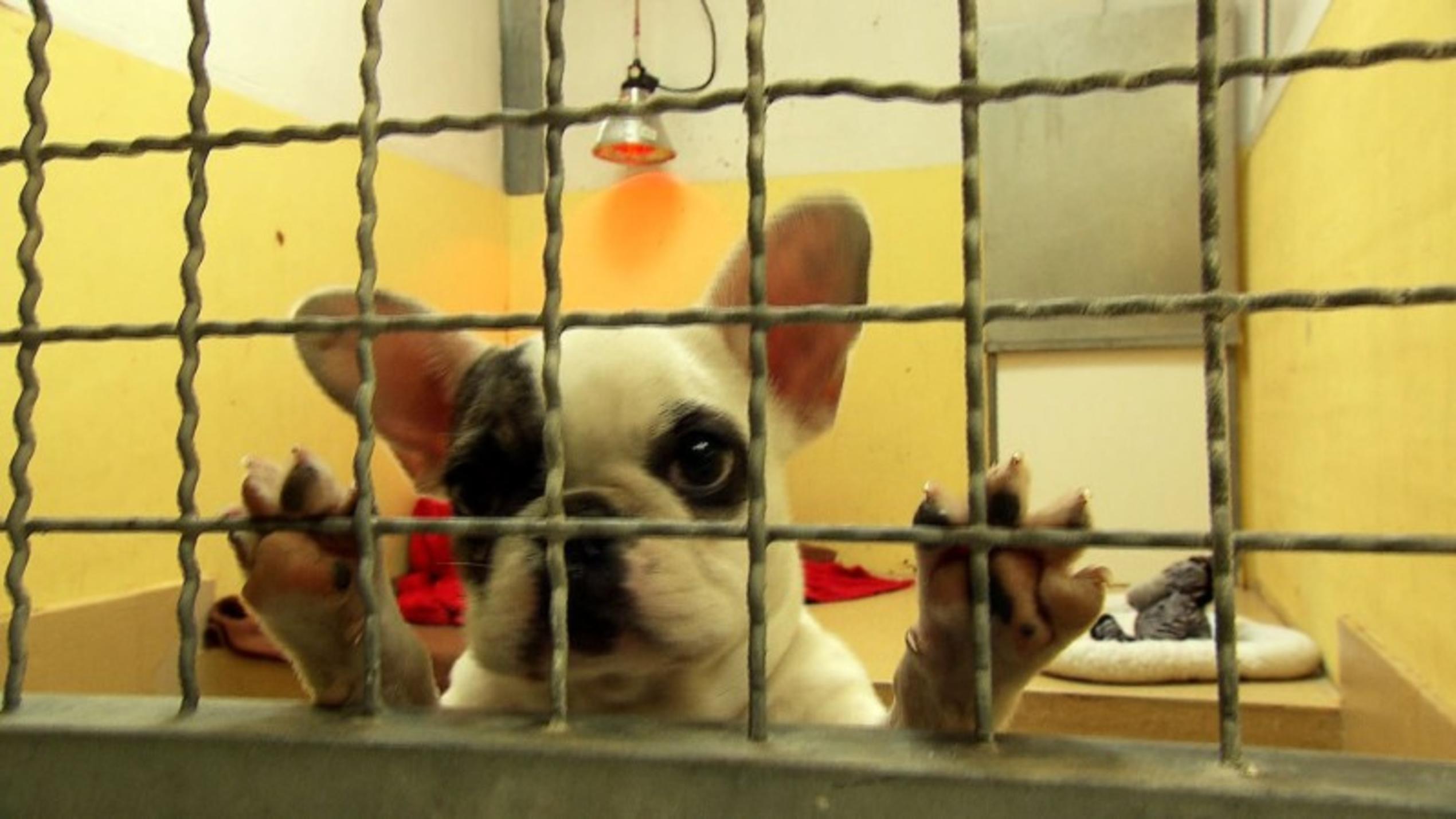 Im Tierheim Nürnberg wurden 90 illegal transportierte Hundewelpen untergebracht.