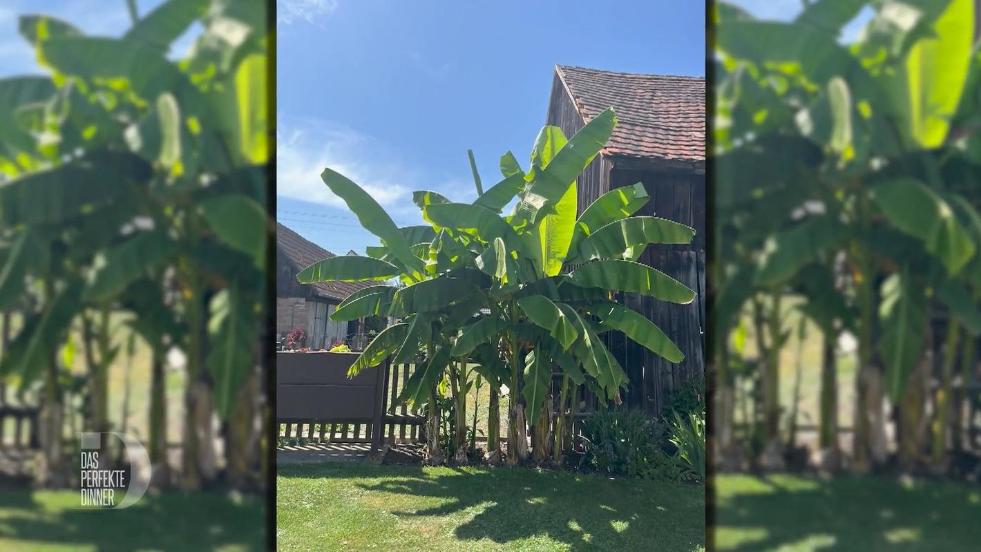 Das perfekte Dinner Bei Nadine wachsen Bananen im Garten
