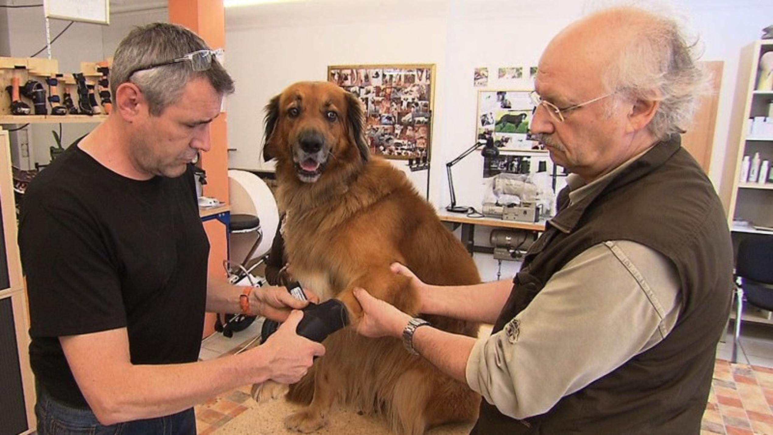 Dr. Wolf begleitet einen Tierorthopäden, da Rüde Balu Probleme mit seinen Gelenken hat.