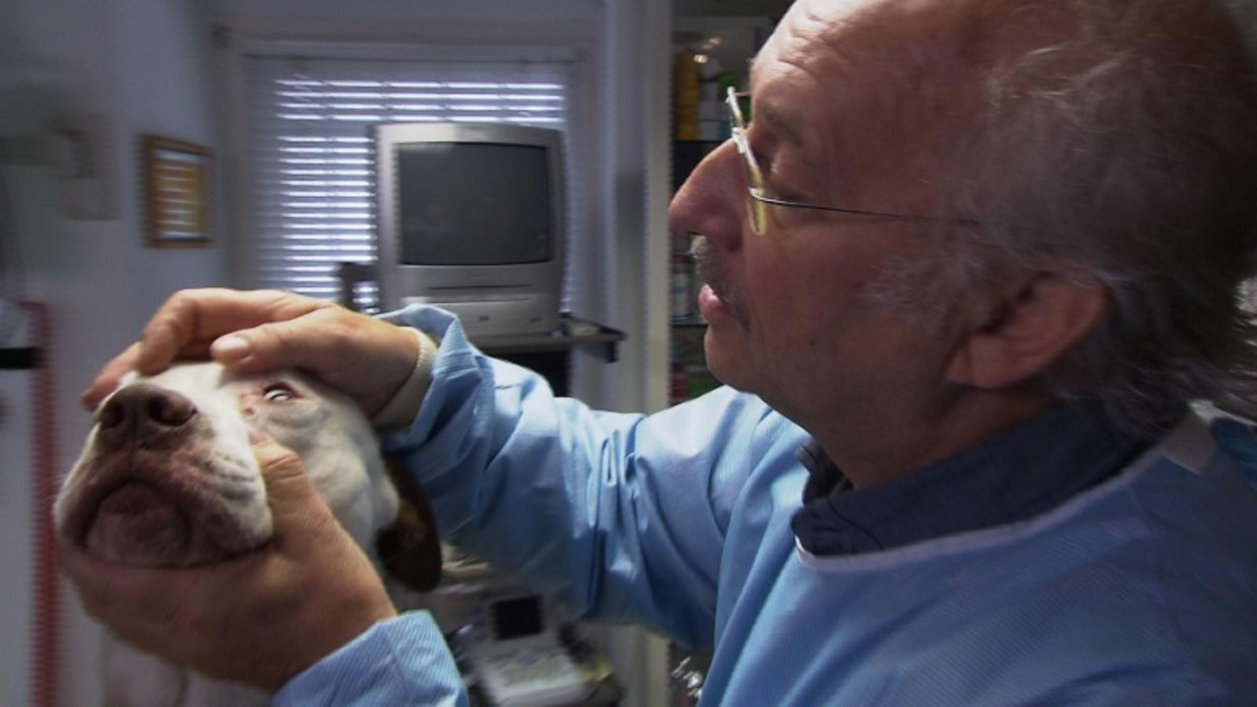 hundkatzemaus-Tierarzt Dr. Wolf behandelt einen Red-Nose-Pitbull, der eine Zecke unter dem Auge hat.