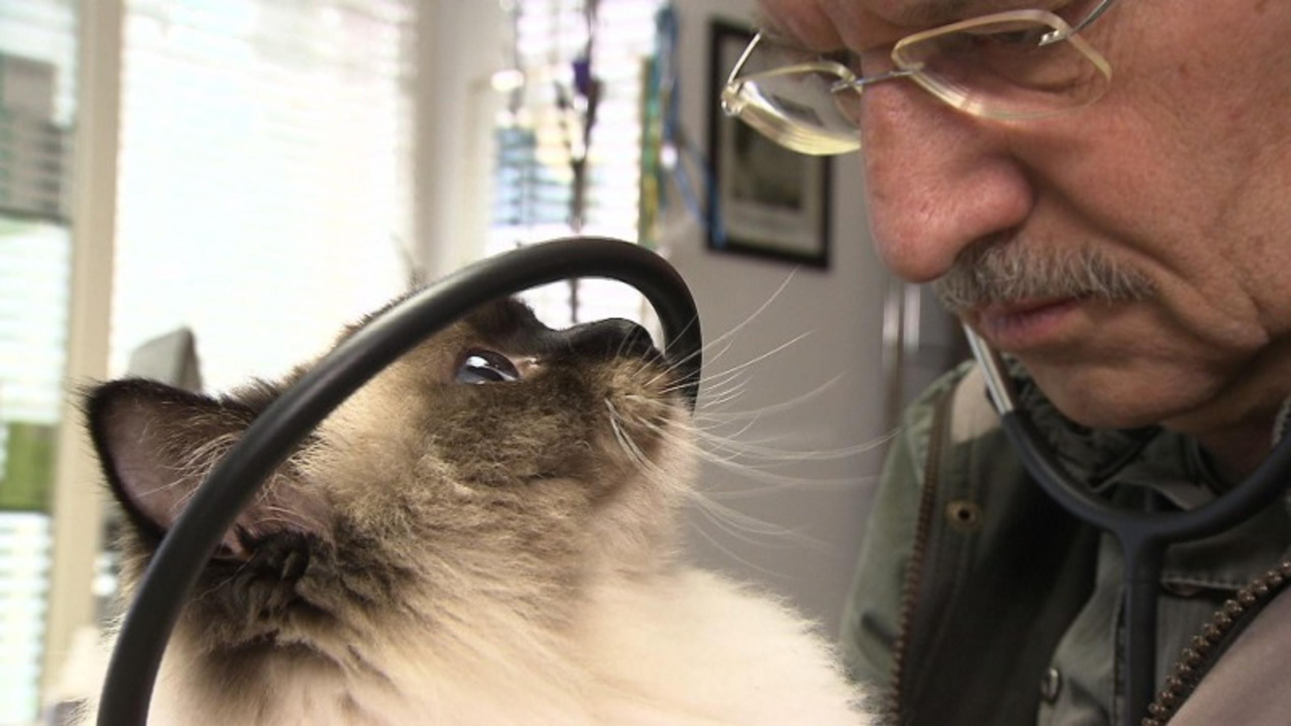 hundkatzemaus-Tierarzt Dr. Wolf behandelt eine Katze mit Asthma.