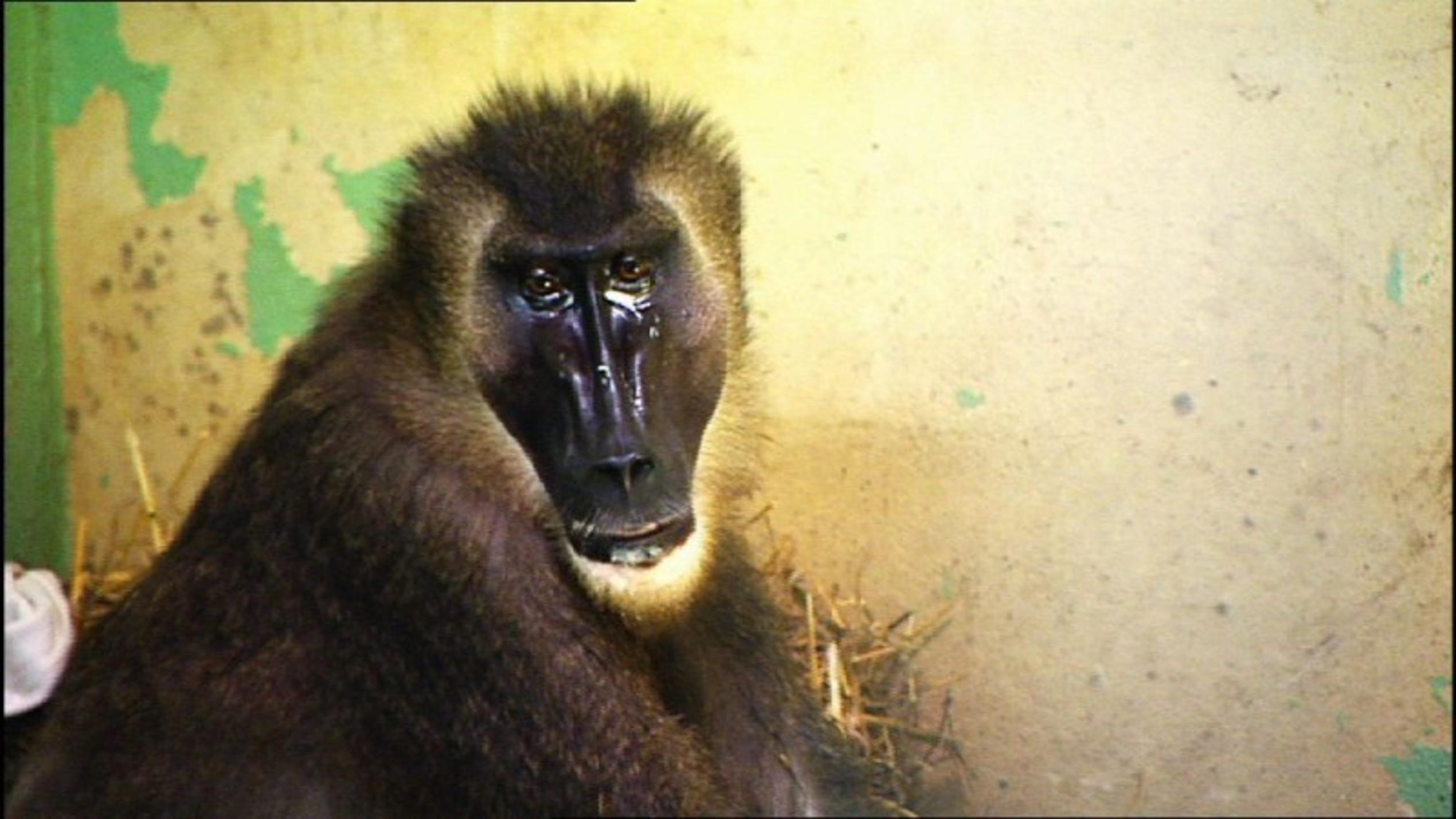 Menschen, Tiere und Doktoren: Ärger bei den Drill-Affen