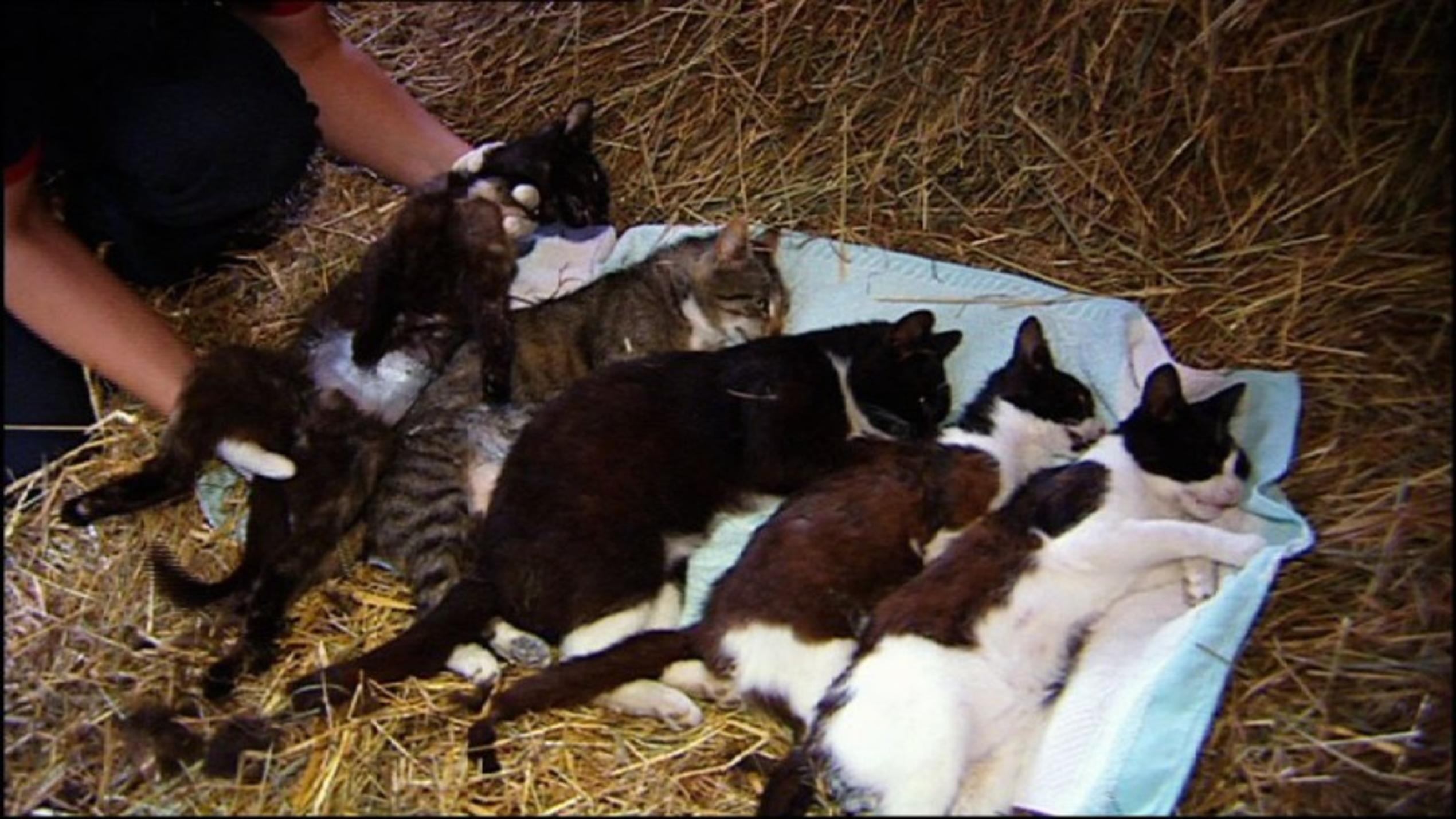 Menschen, Tiere und Doktoren: 20 halbwilde Katzen müssen kastriert werden!