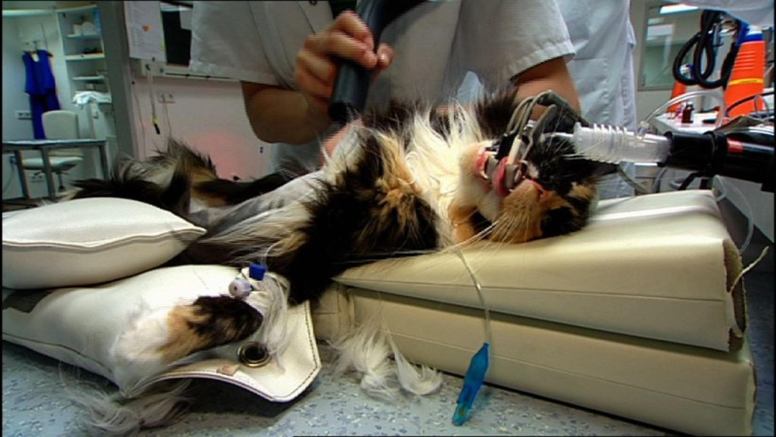 Menschen, Tiere und Doktoren: Not-OP bei einer Katze
