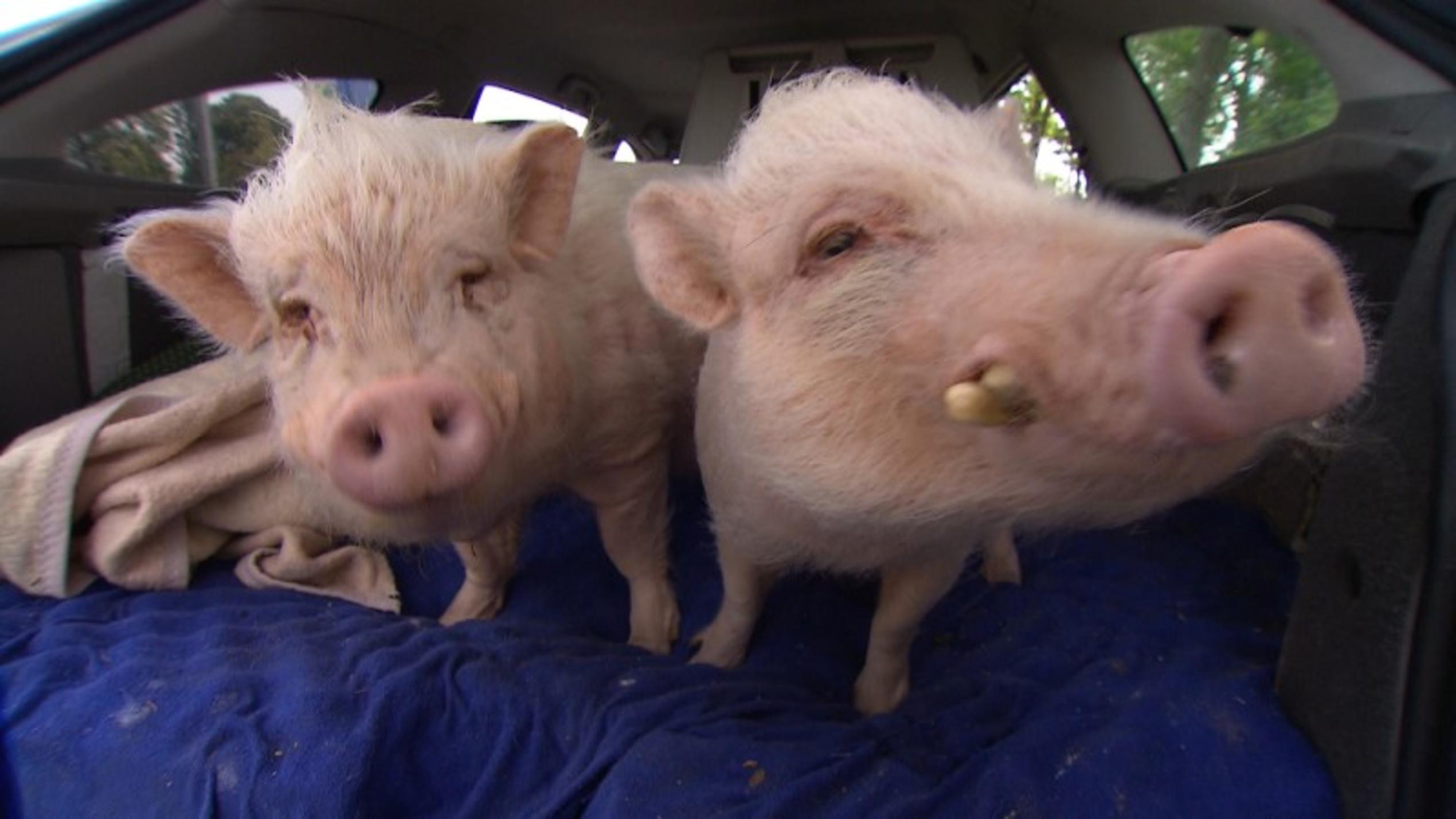Schwein gehabt - Die etwas andere Tieragentur. (c) Foto: VOX / DOCMA TV