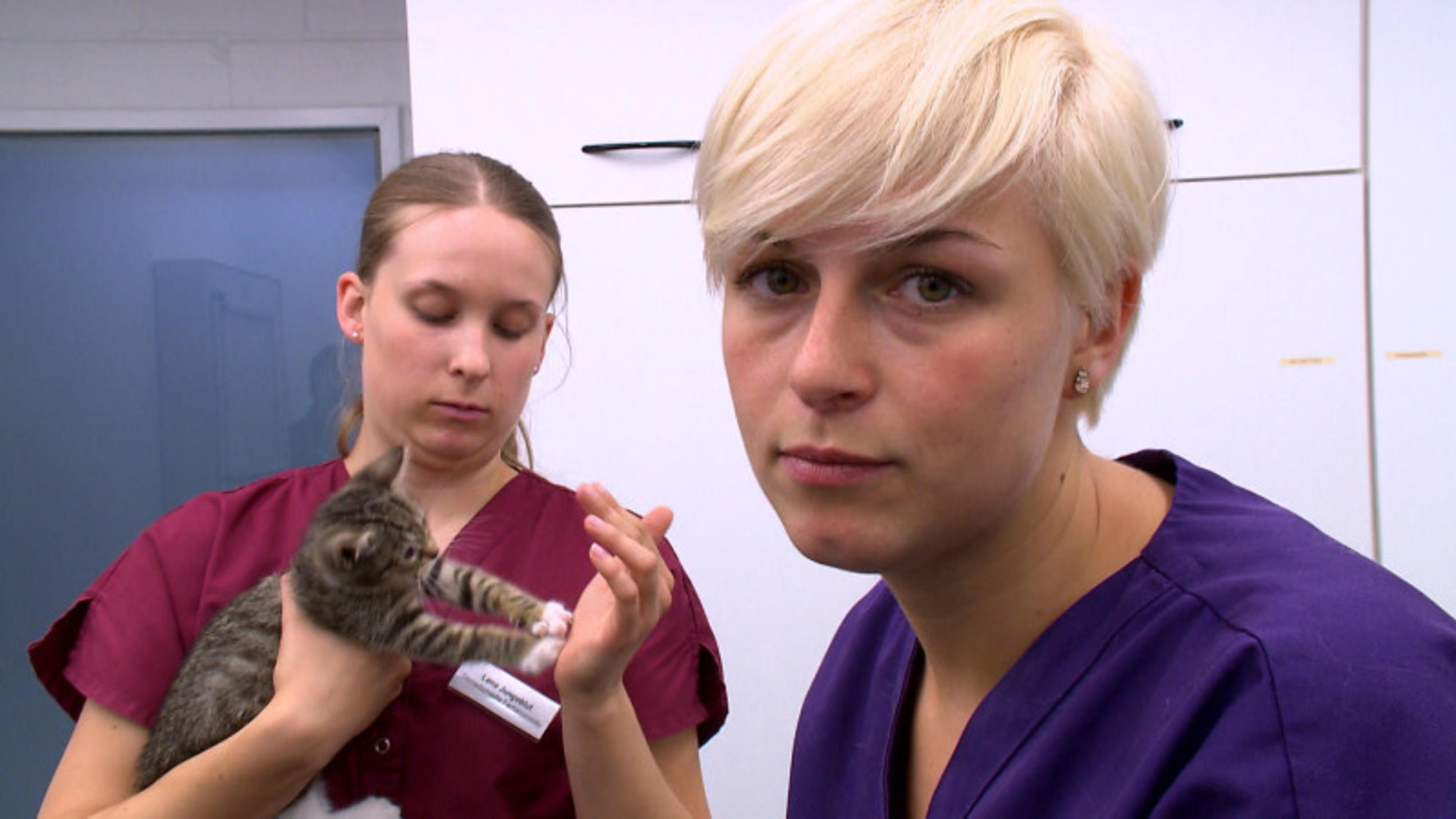 Tierklinik Isernhagen: Hilfe für Katzenbabys