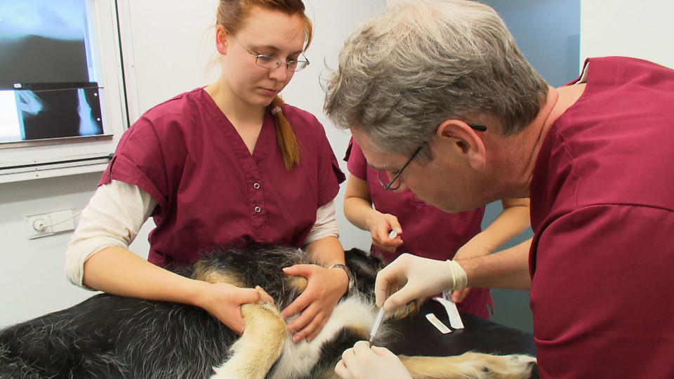 Hundkatzemaus Hund Cico Ist Ein Fall Für Die Tierklinik