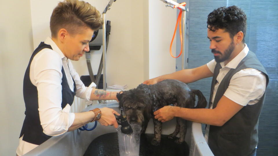 Hundkatzemaus Fellpflege Für Tierheimhunde