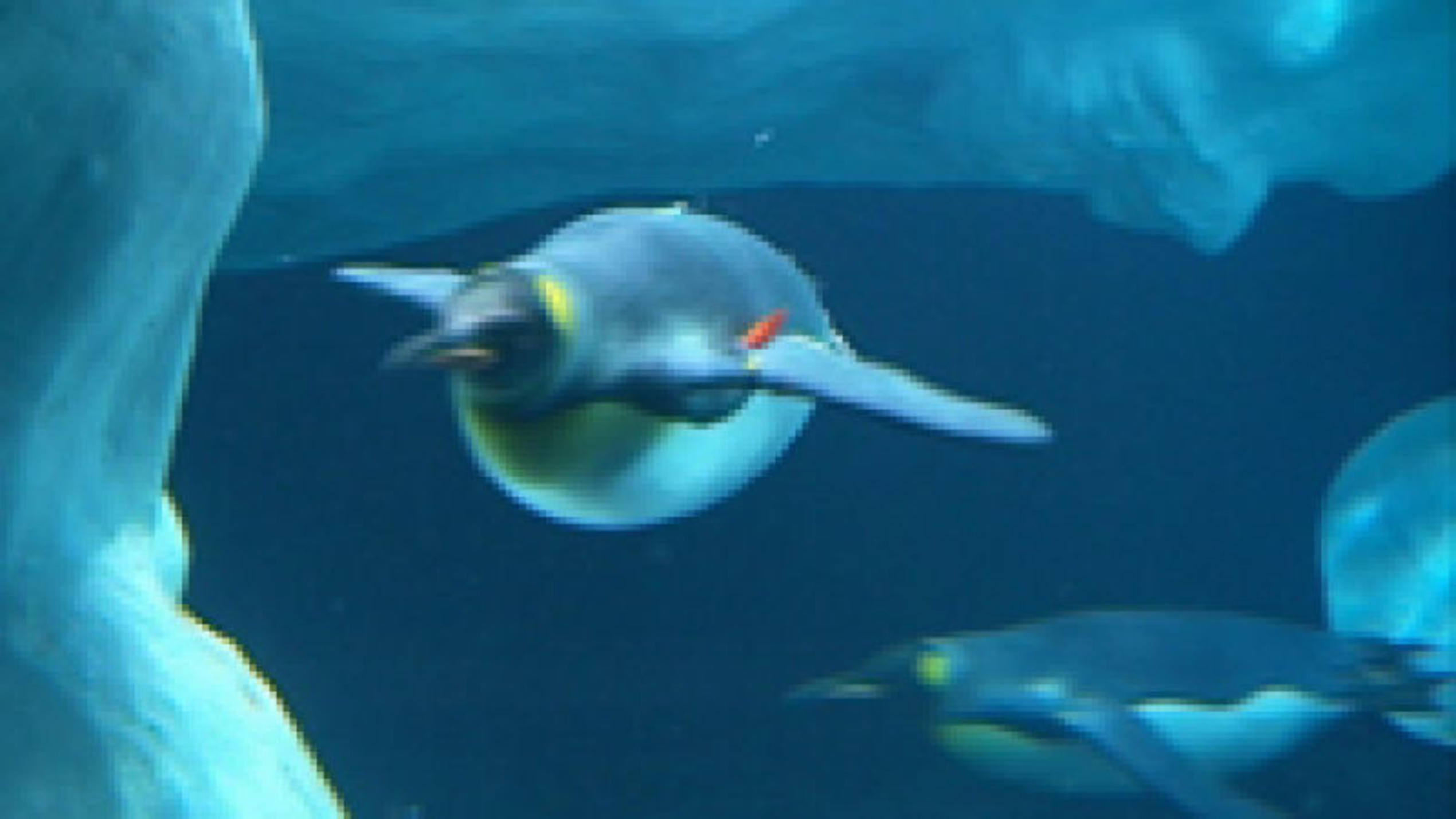 Pinguine auf Teneriffa