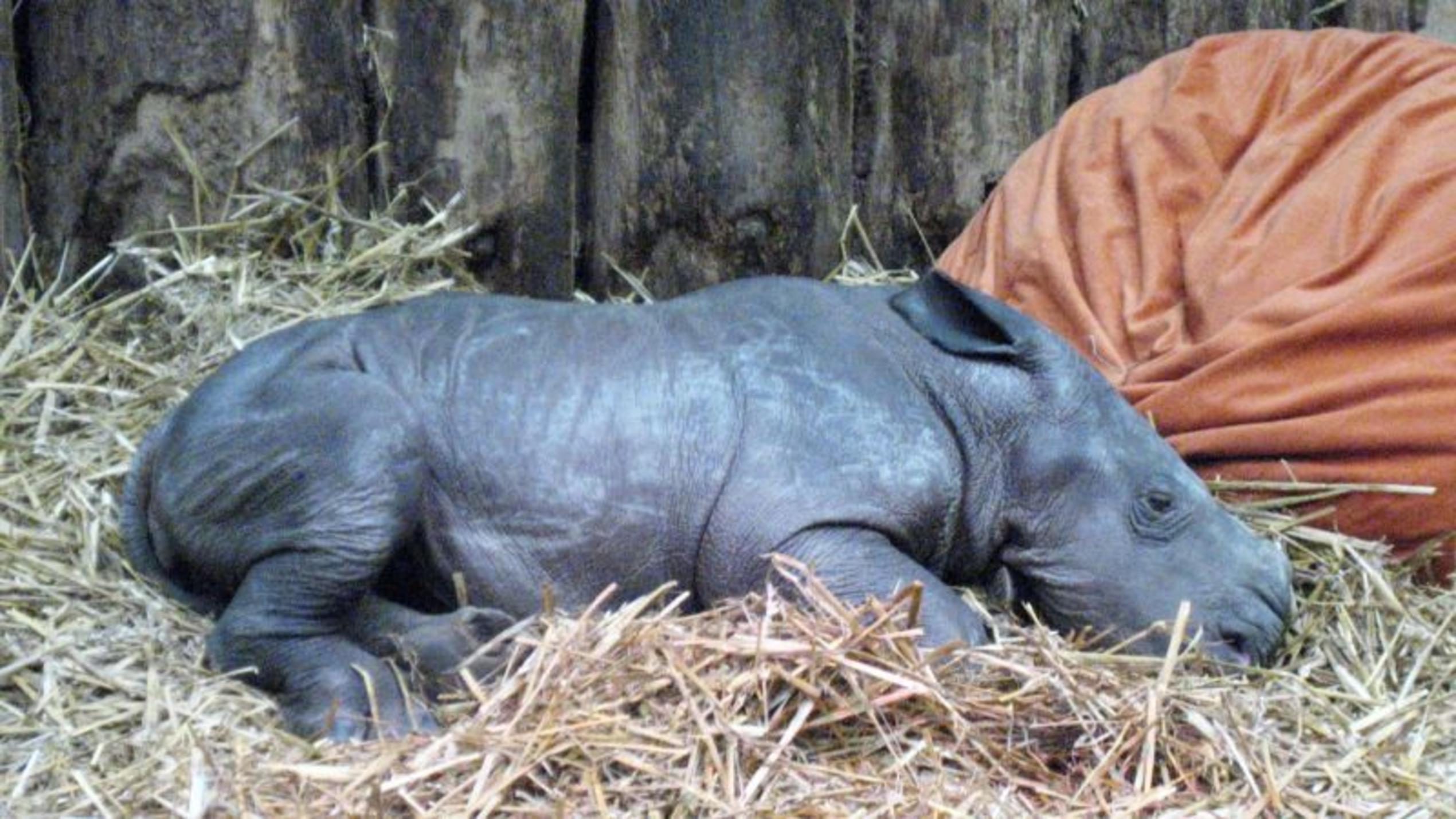 Nashorn-Baby als Bettnachbar