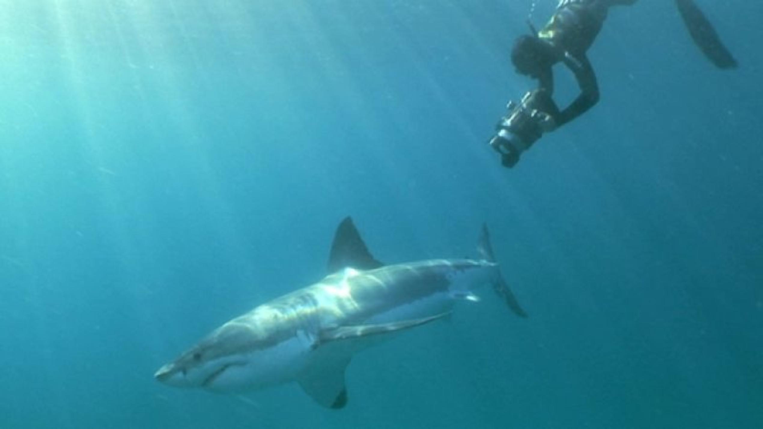 Taucher und Weißer Hai. Foto: VOX/VP