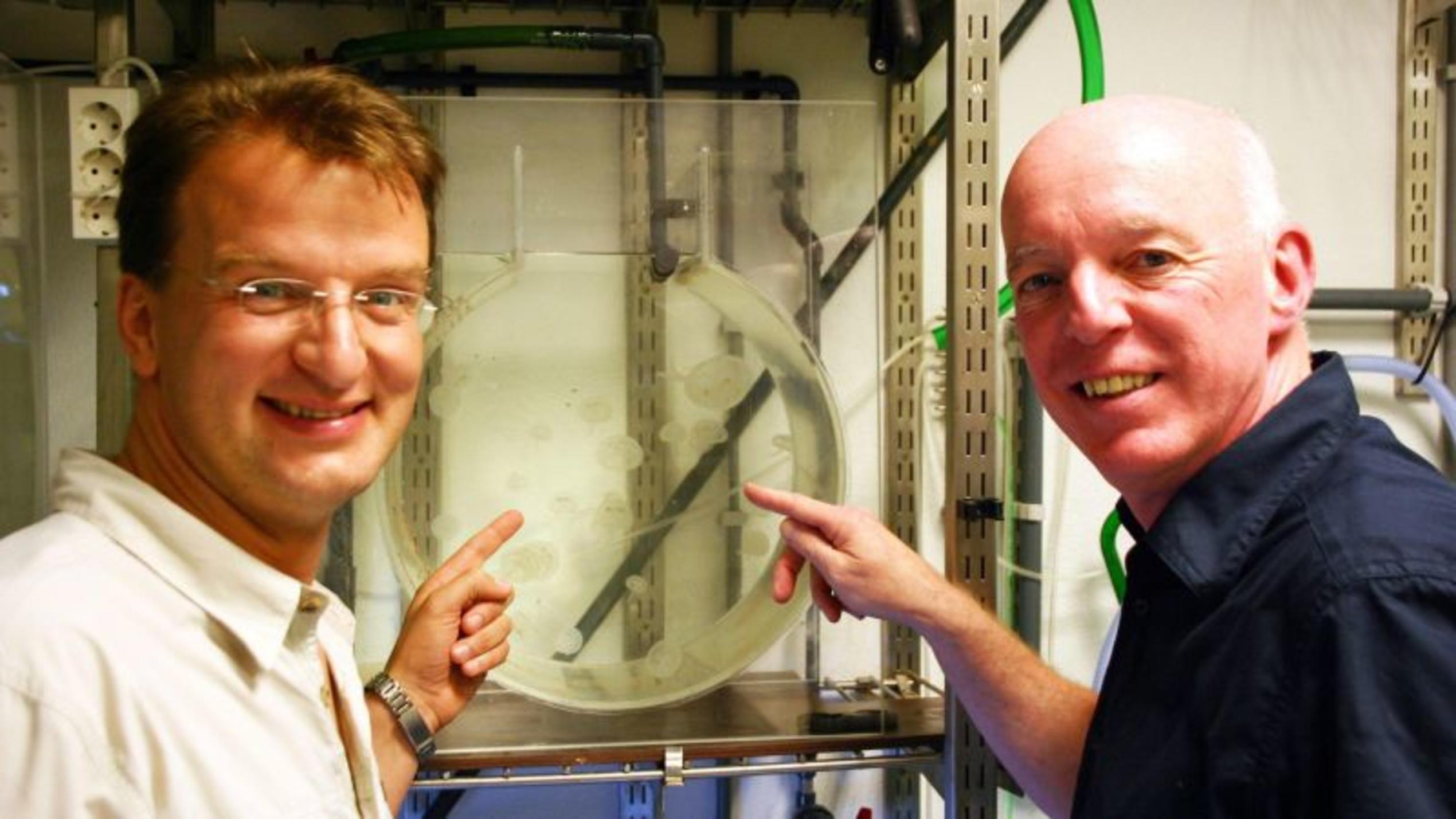Matthias Reinschmidt (l.) und Piet Sondervan mit kleinen Ohrenquallen. Foto: VOX/DOCMA/Dr. Gerald Krakauer