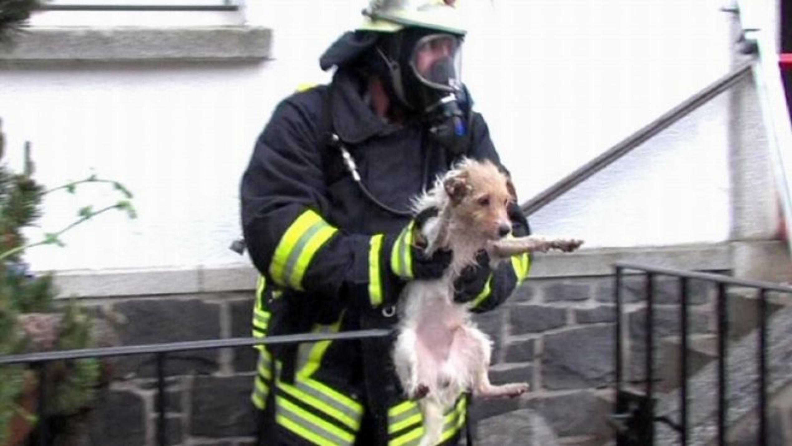 Feuerwehrmann rettet Jack-Russell-Terrier aus brennendem Haus. Foto: VOX/VP