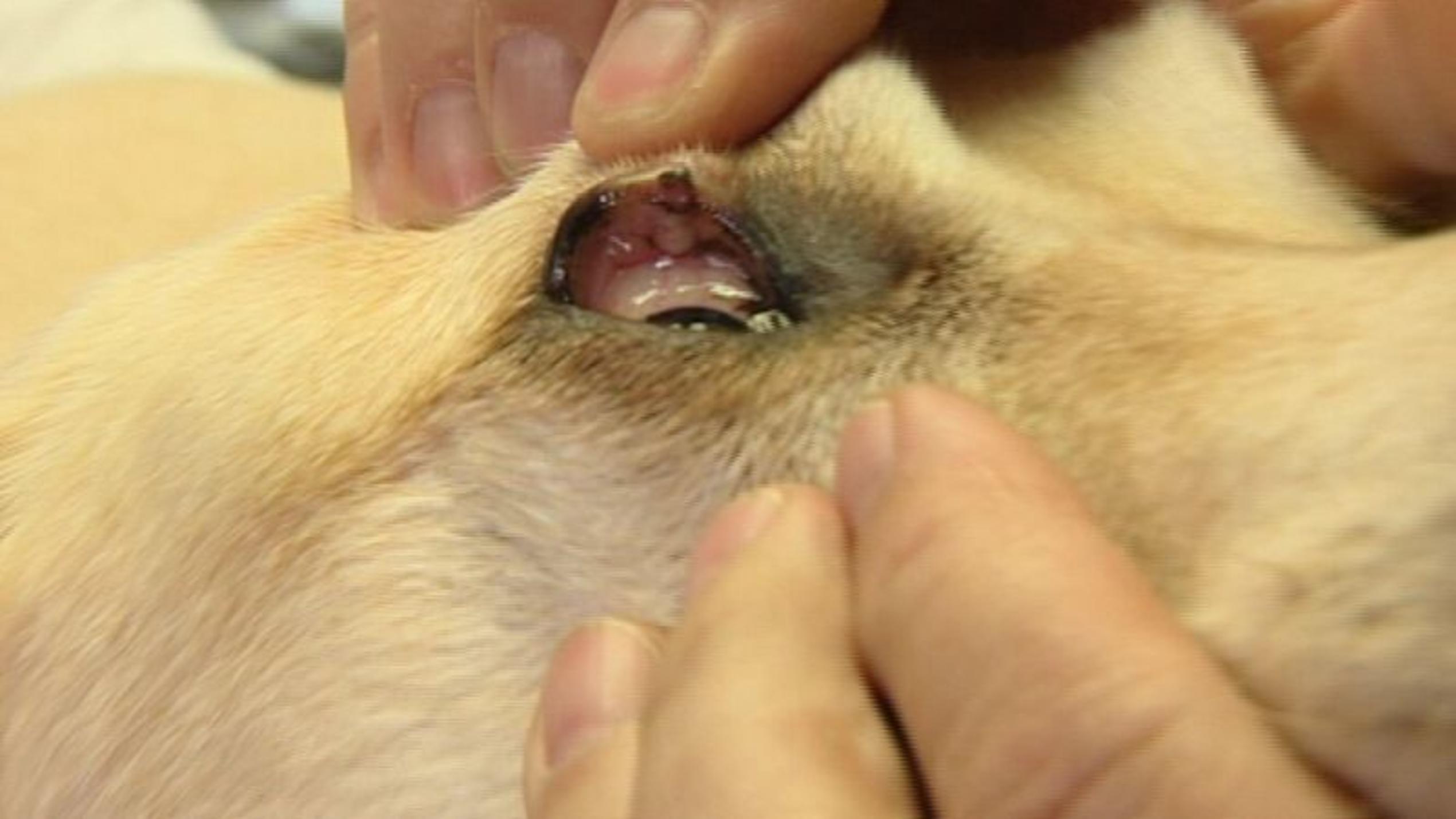 Dr. Wolf untersucht einen Hund am Auge. Foto: VOX/VP