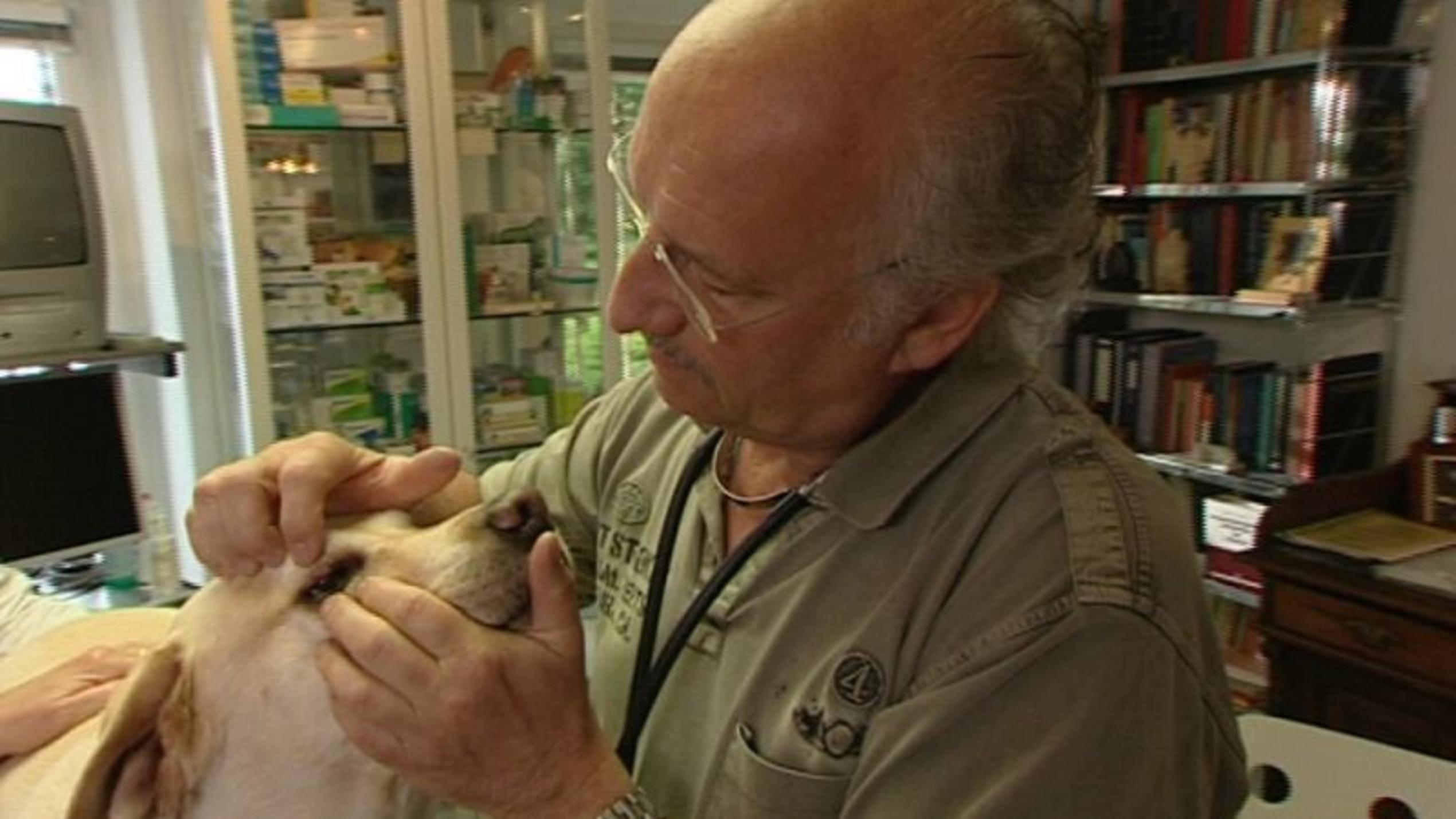 Dr. Wolf entfernt ein Gerstenkorn beim Labrador Retriever. Foto: VOX/VP