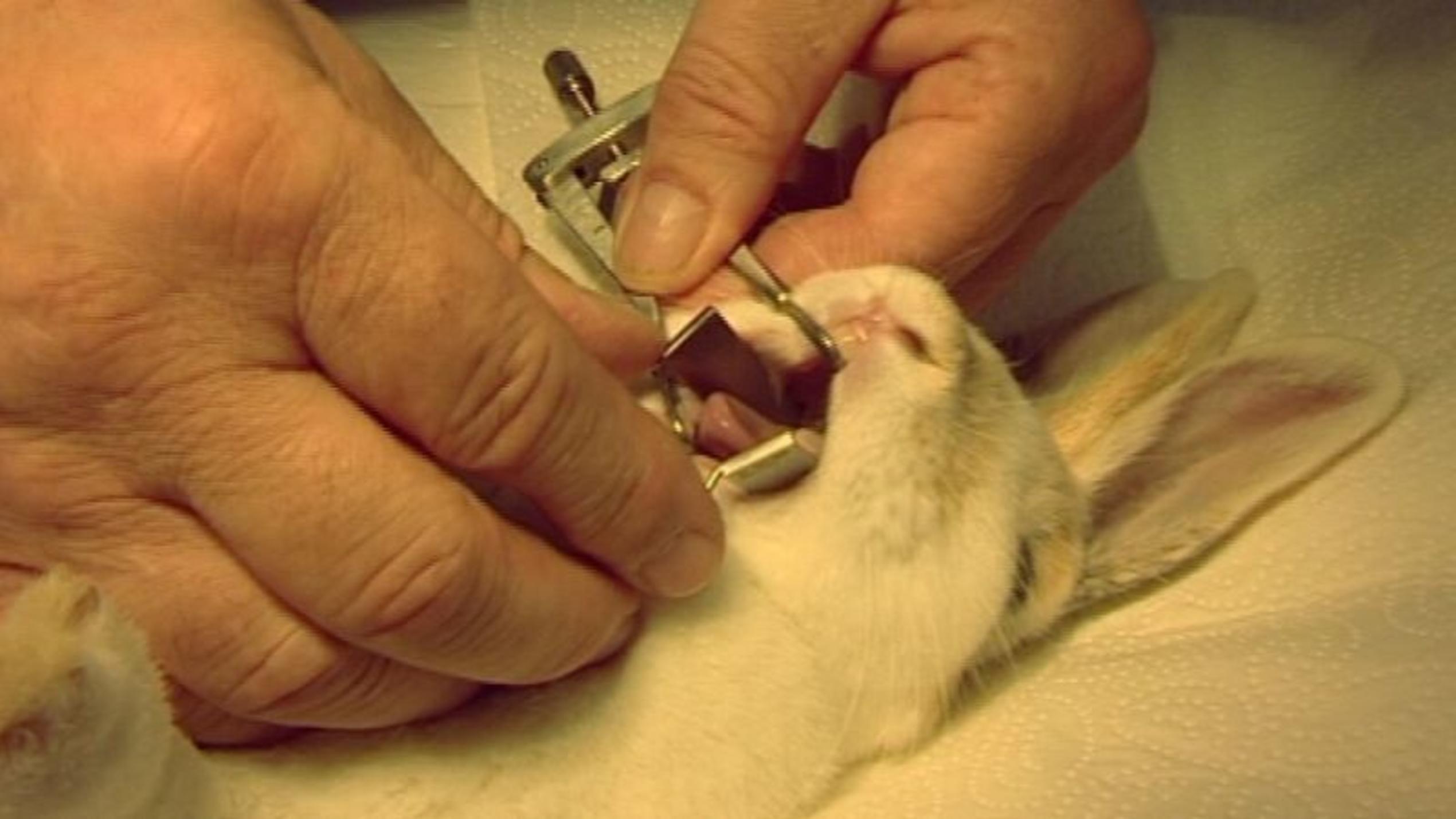 hundkatzemaus-Tierarzt Dr. Wolf untersucht ein Kaninchen mit Zahnproblemen. Foto: VOX/VP