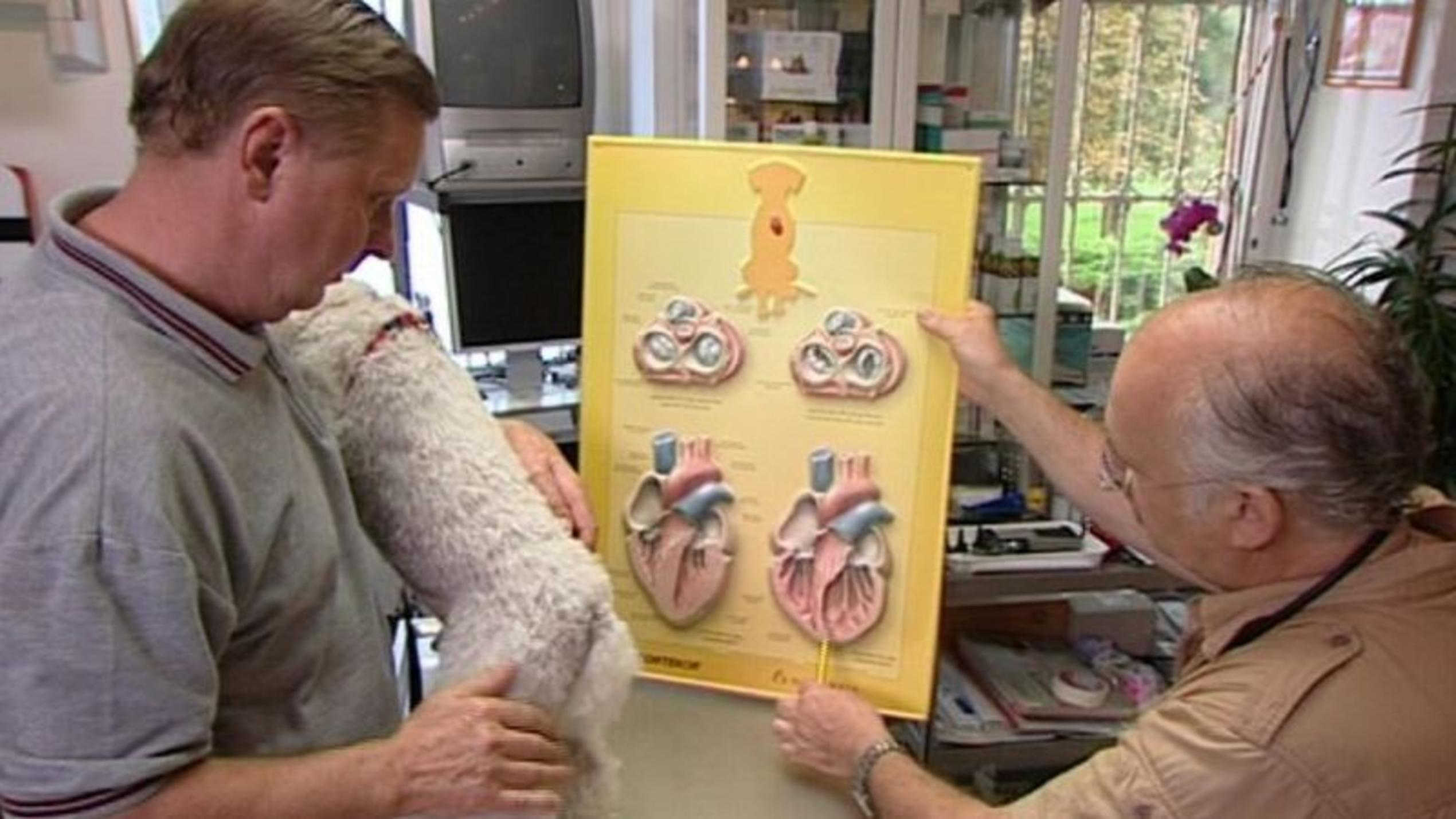 hundkatzemaus-Tierarzt Dr. Wolf untersucht einen Pudel mit Herzproblemen. Foto: VOX/VP