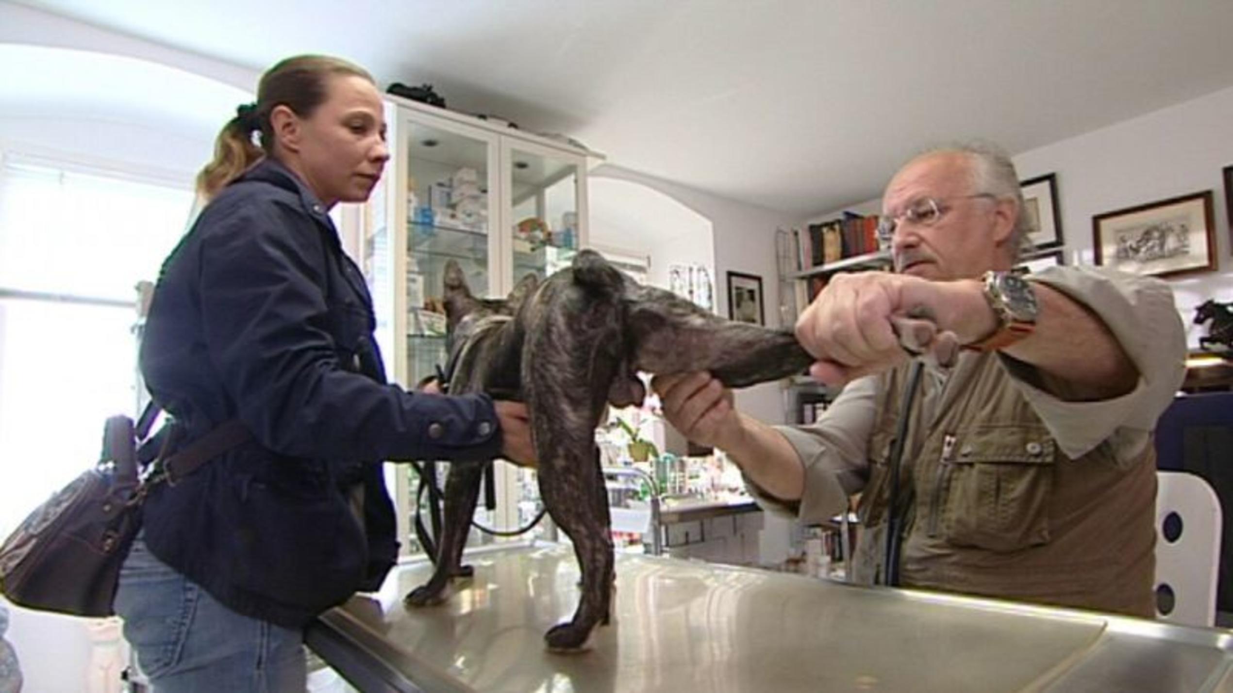 hundkatzemaus-Tierarzt Dr. Wolf untersucht eine französische Bulldogge.