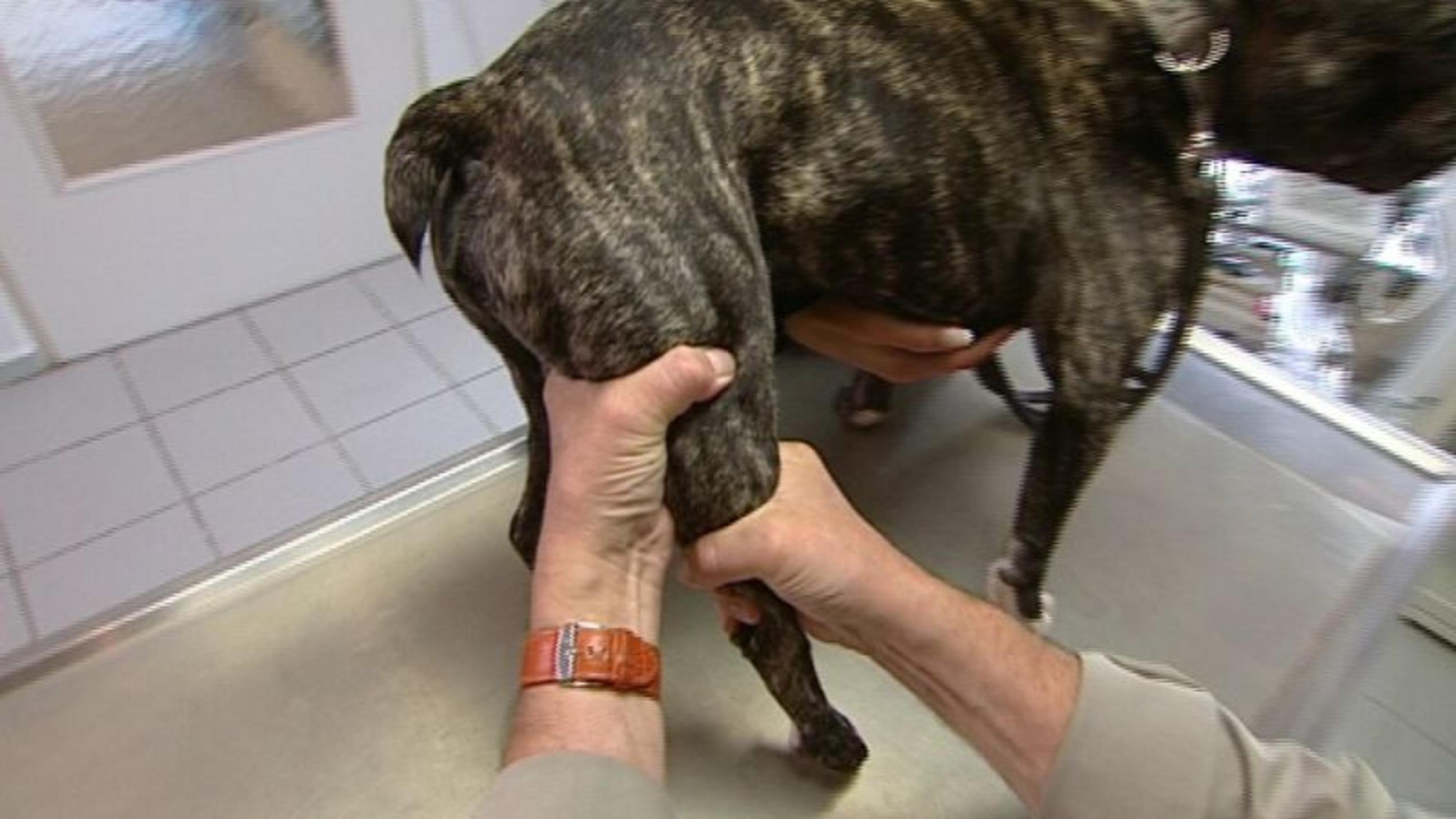 hundkatzemaus-Tierarzt Dr. Wolf untersucht das Bein einer Bulldogge. Foto: VOX/VP