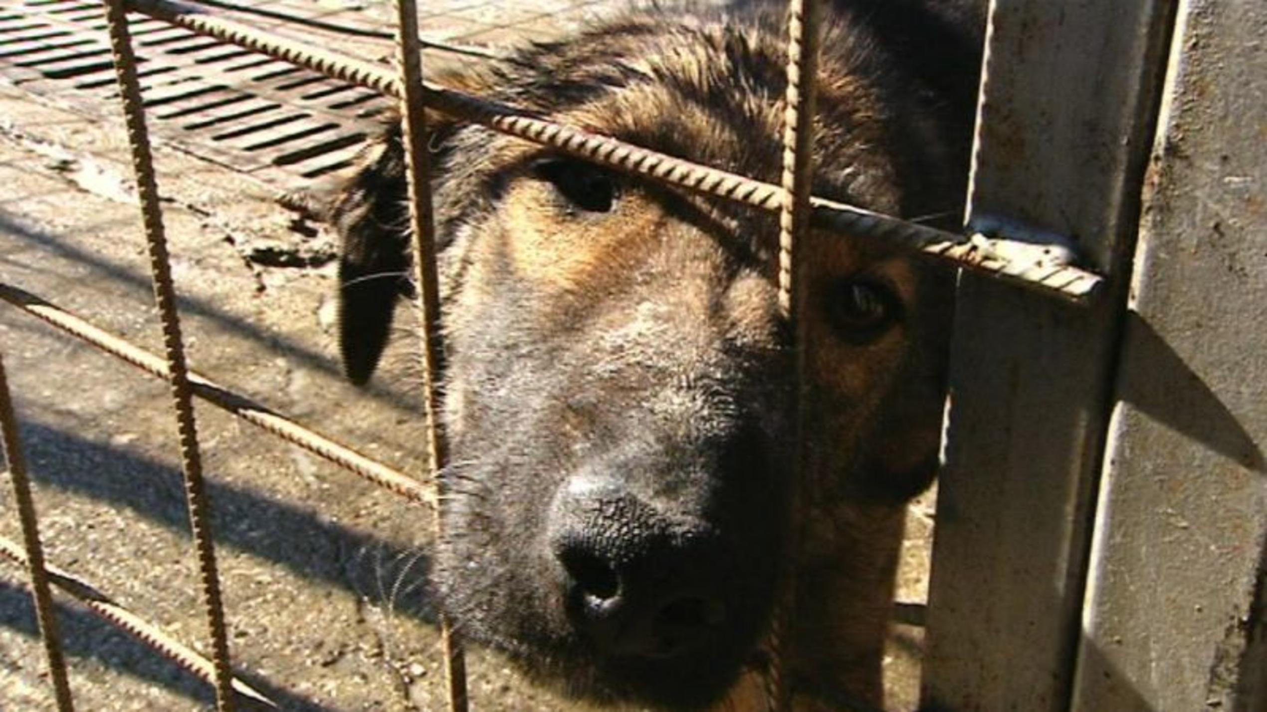 Rumänischer Straßenhund "Bocsi". Foto: VOX/VP