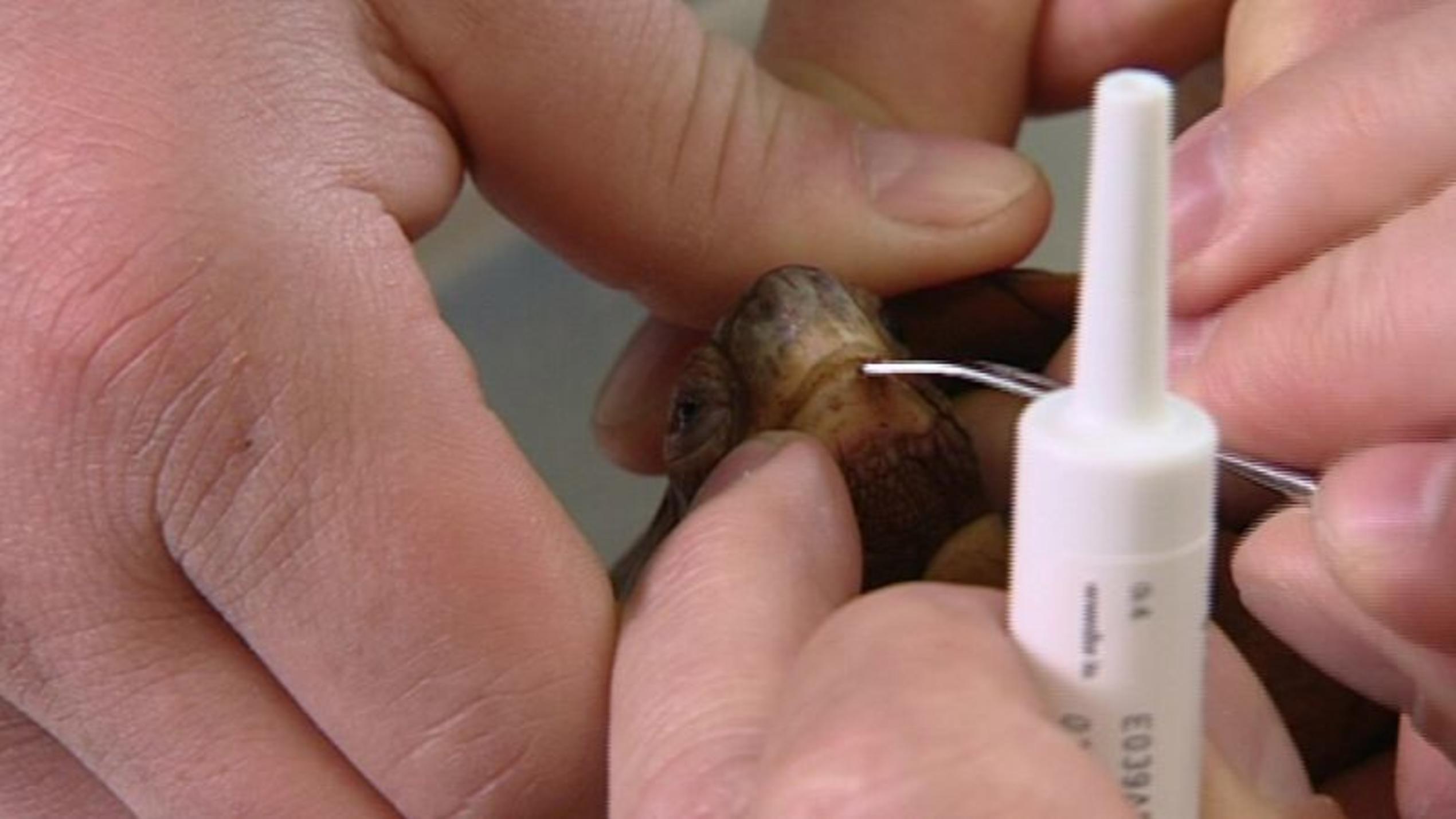 Parasitenbehandlung an einer Klappschildkröte. Foto: VOX/VP