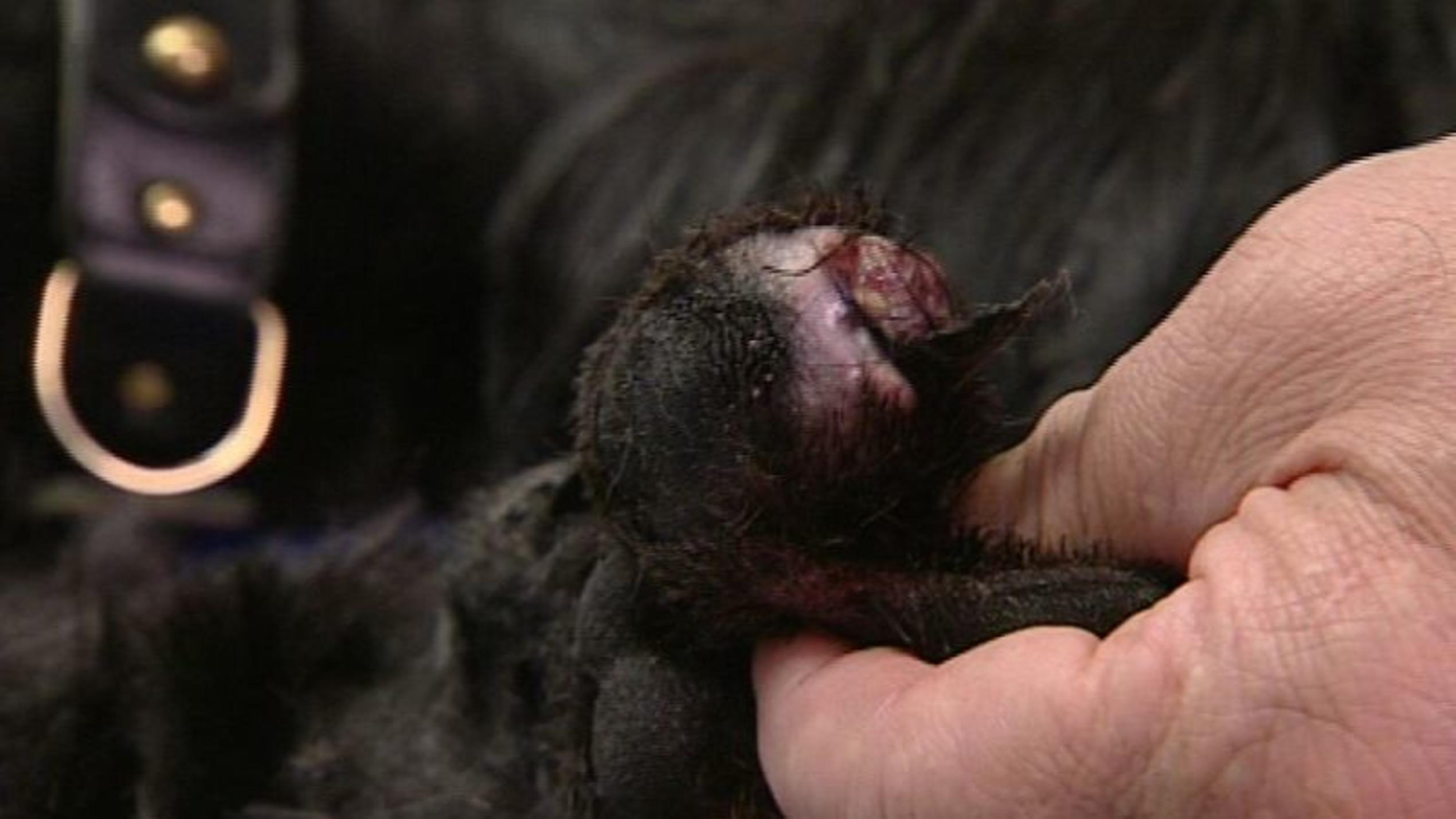hundkatzemaus-Tierarzt Dr. Wolf untersucht die Zehen eines Riesenschnautzers. Foto: VOX/VP