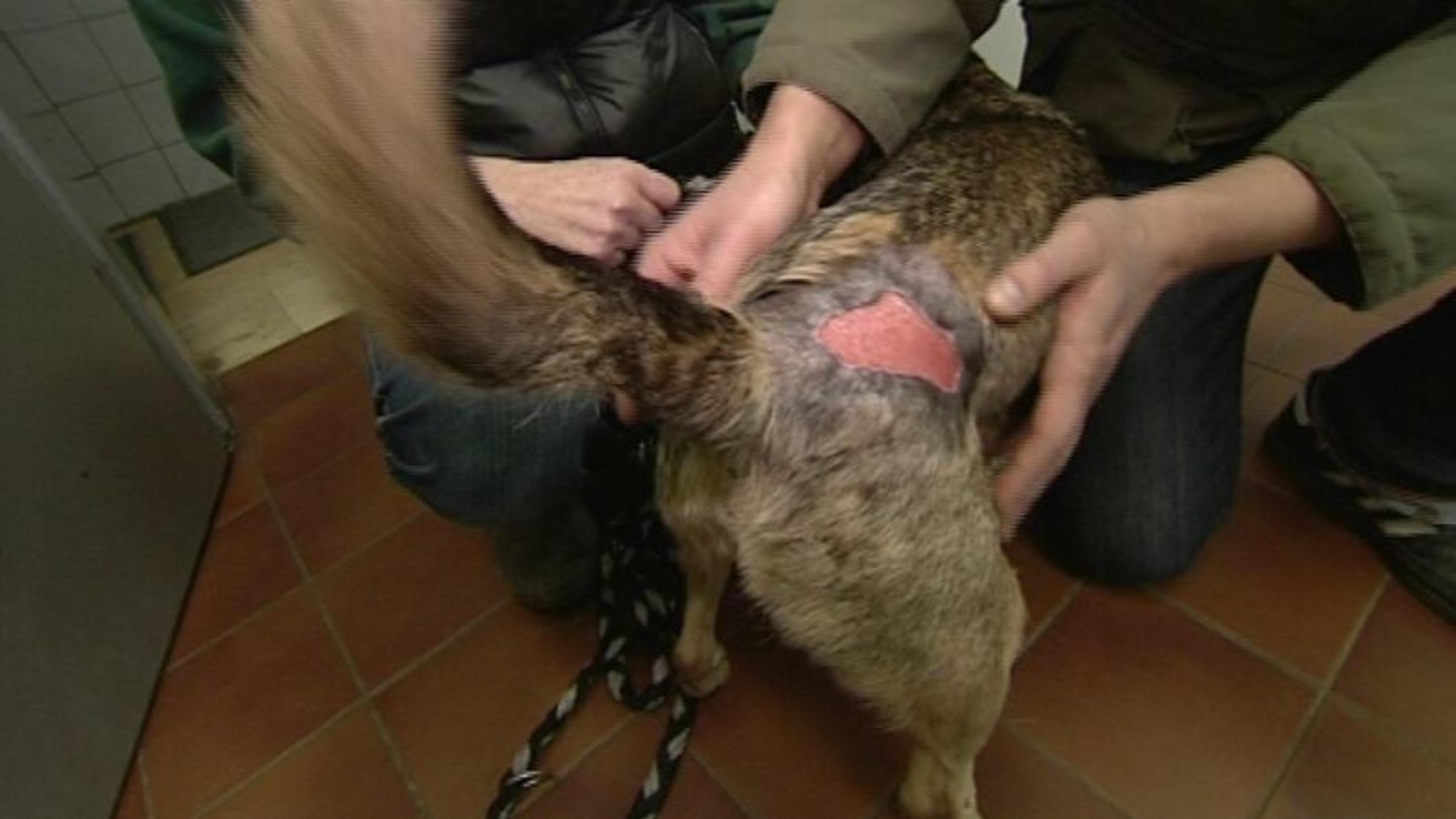 Tierquälerei: Mischlingshündin Sonja wurde ein Stück Haut aus dem Rücken geschnitten. Foto: VOX/VP