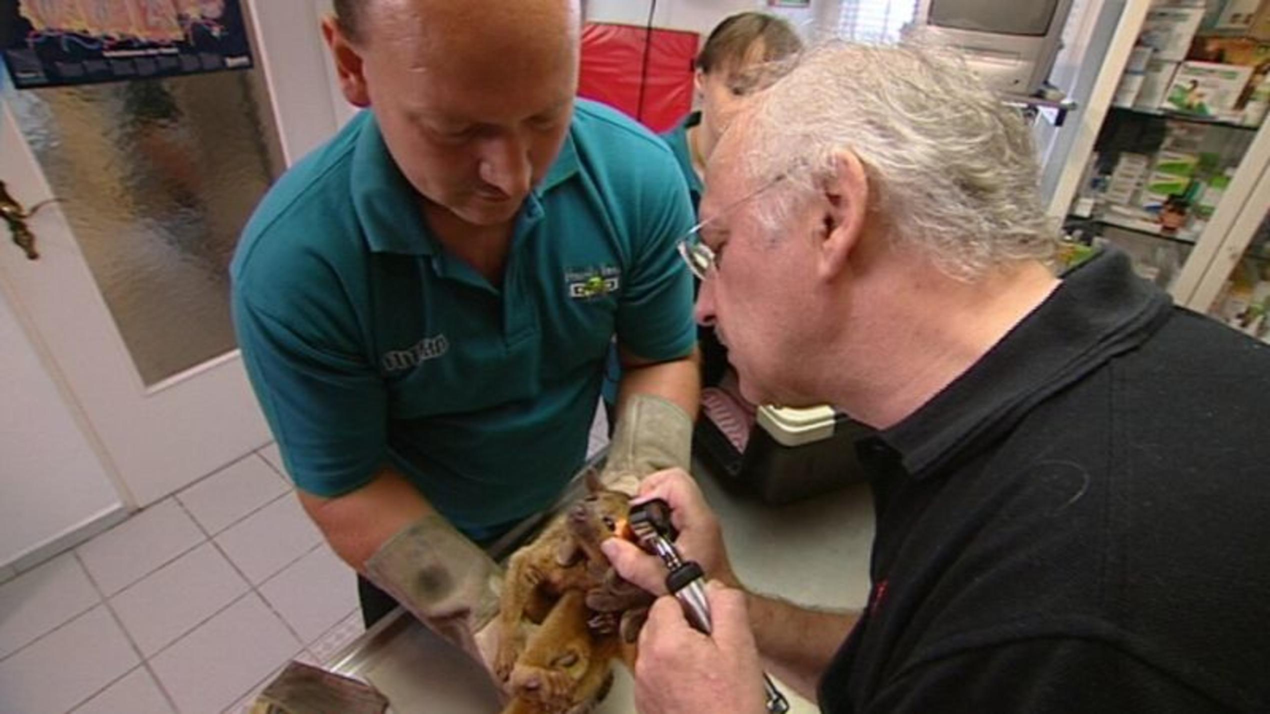 hundkatzemaus-Tierarzt Dr. Wolf untersucht einen Wickelbär. Foto: VOX/VP