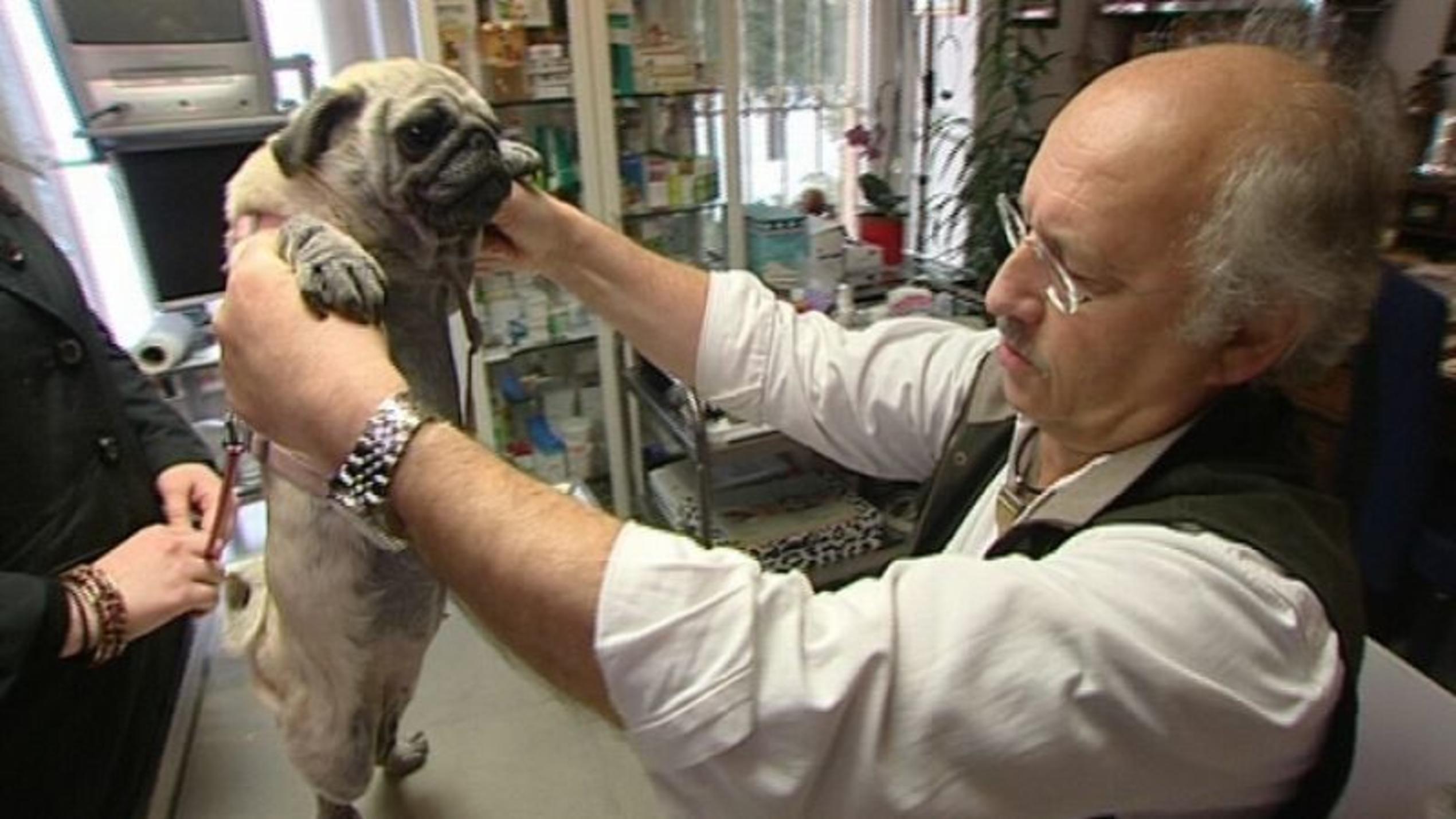 hundkatzemaus-Tierarzt Dr. Wolf untersucht einen kranken Mops. Foto: VOX/VP