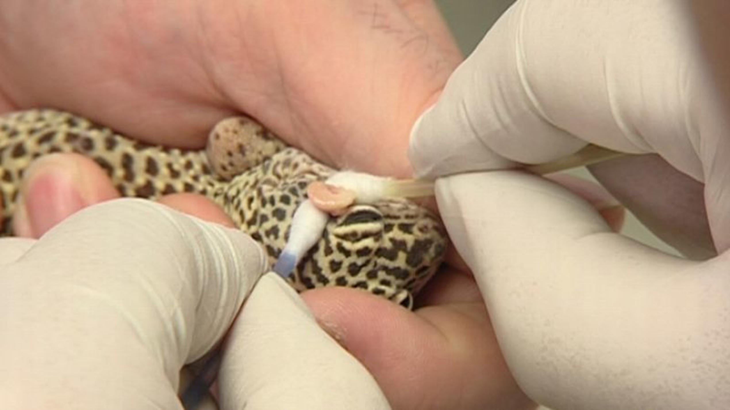 Lidabszess bie einem Leopardgecko. Foto: VOX/VP