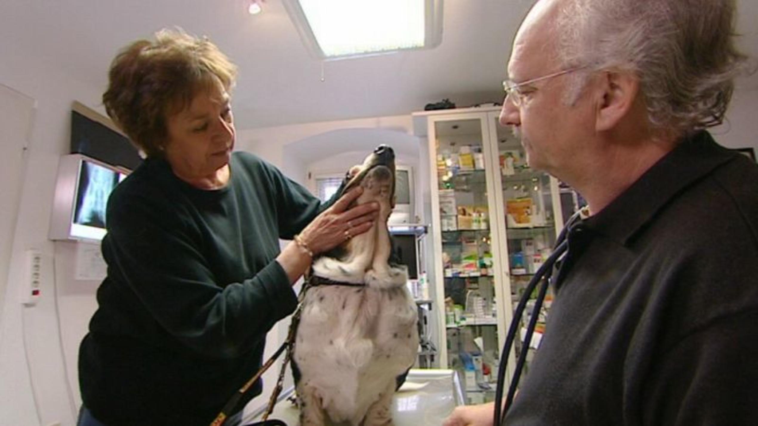 hundkatzemaus-Tierarzt Dr. Wolf untersucht einen Basset Hound mit Lefzenekzem. Foto: VOX/VP