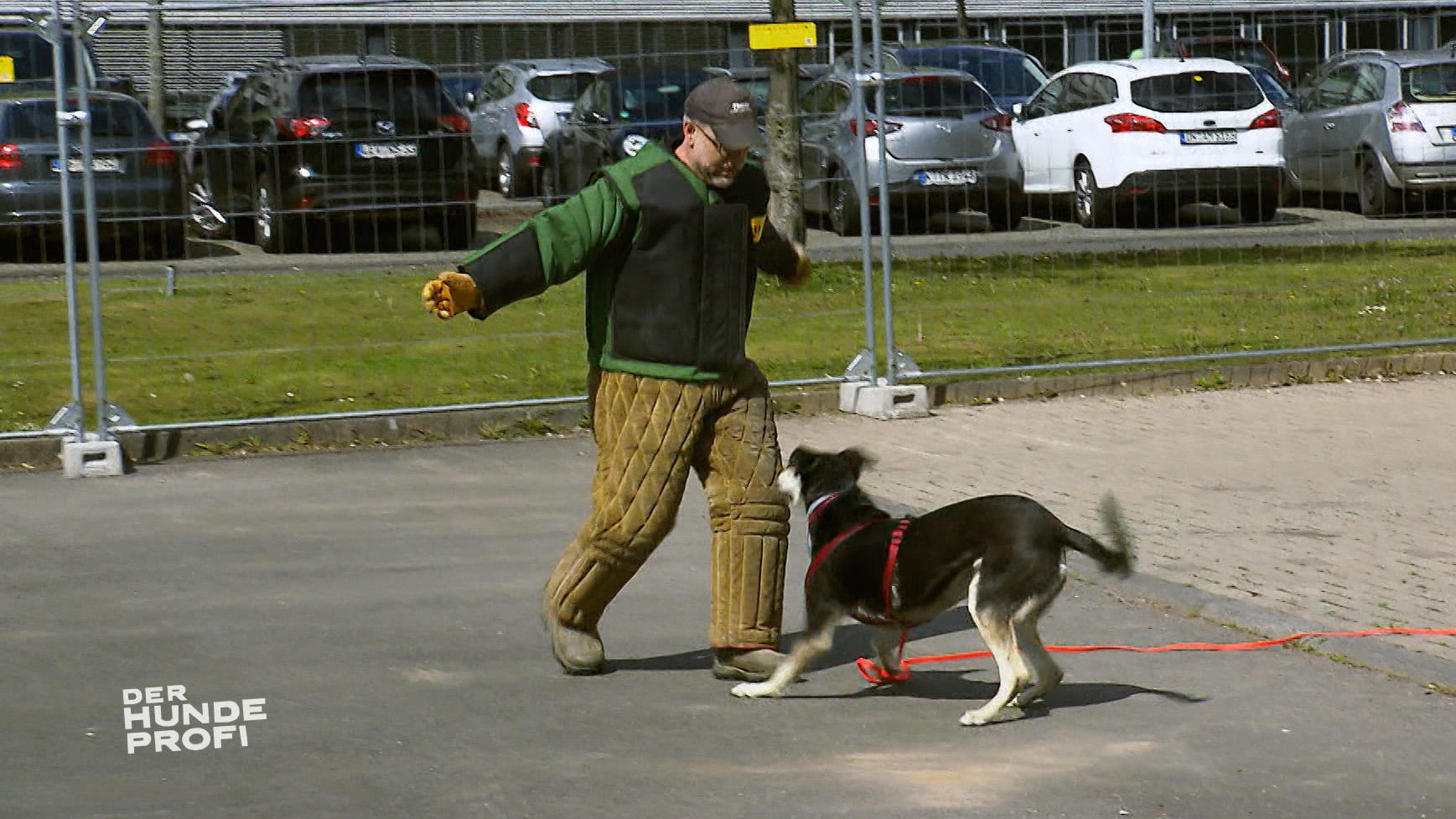 Der Hundeprofi Hündin Molly wird aus Unsicherheit aggressiv