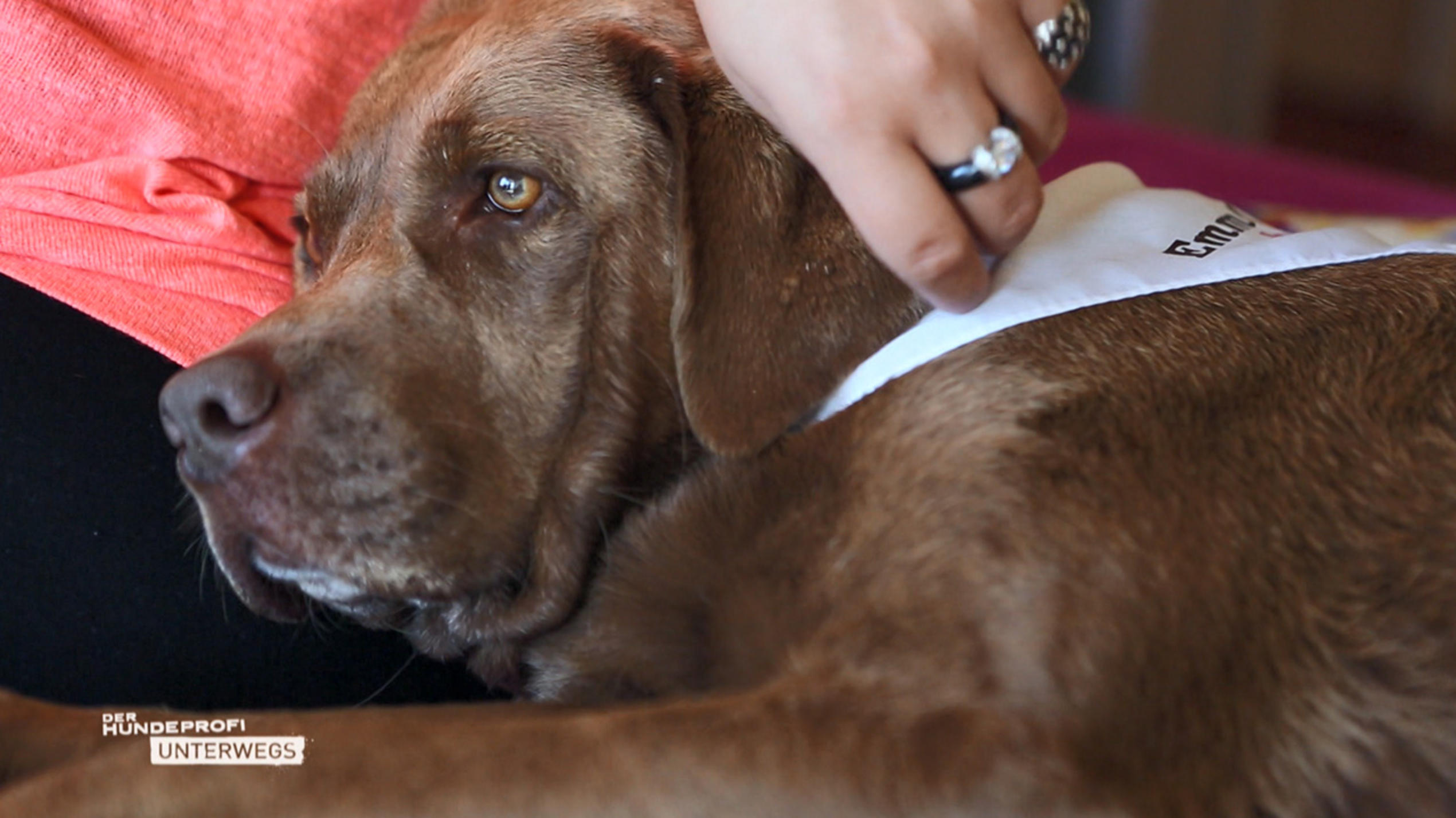 Der Hundeprofi unterwegs: Therapiehund Emma gibt todkranken Menschen Ruhe und Kraft.