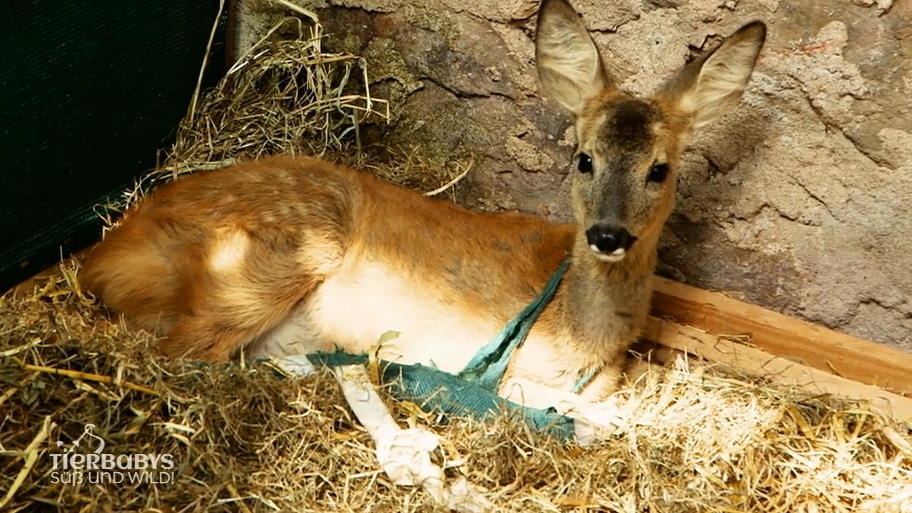 Große Sorge um das kleine Rehkitz