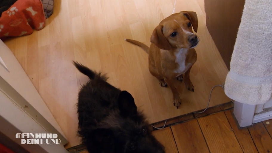 Juliane setzt sehr klare Regeln für ihre Hunde