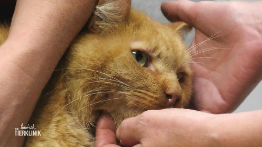 Kater Cismo hat Blut gespuckt