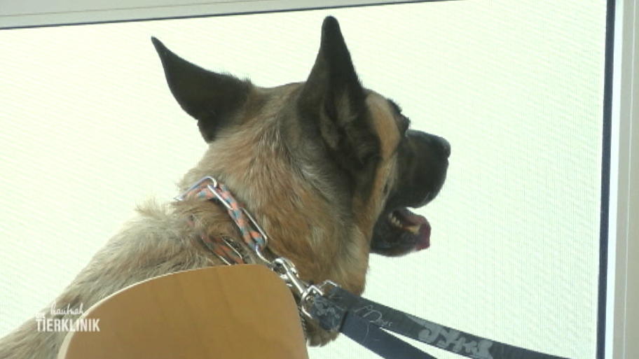 Ein belgischer Schäferhund in der Tierklinik