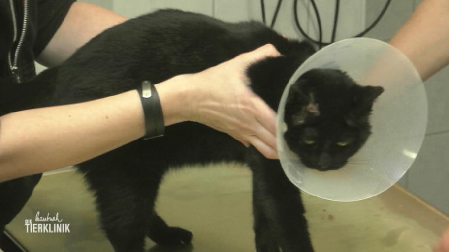 Der Juckreiz macht der Katze schwer zu schaffen
