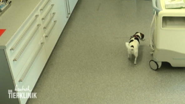Jack Russel Hündin Lilly ist lahm und schlapp