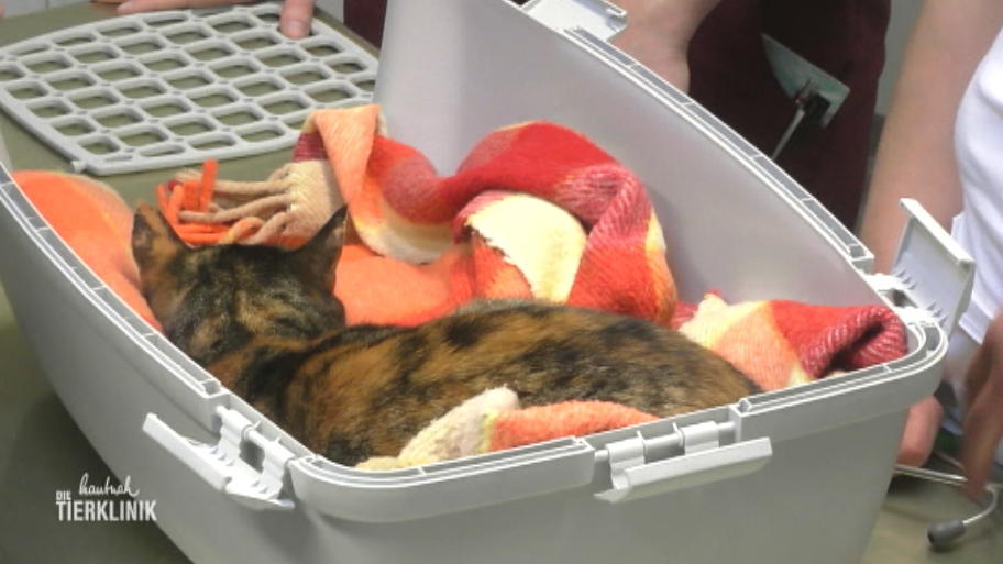 Katze Paula blutet aus der Nase und bekommt schlecht Luft