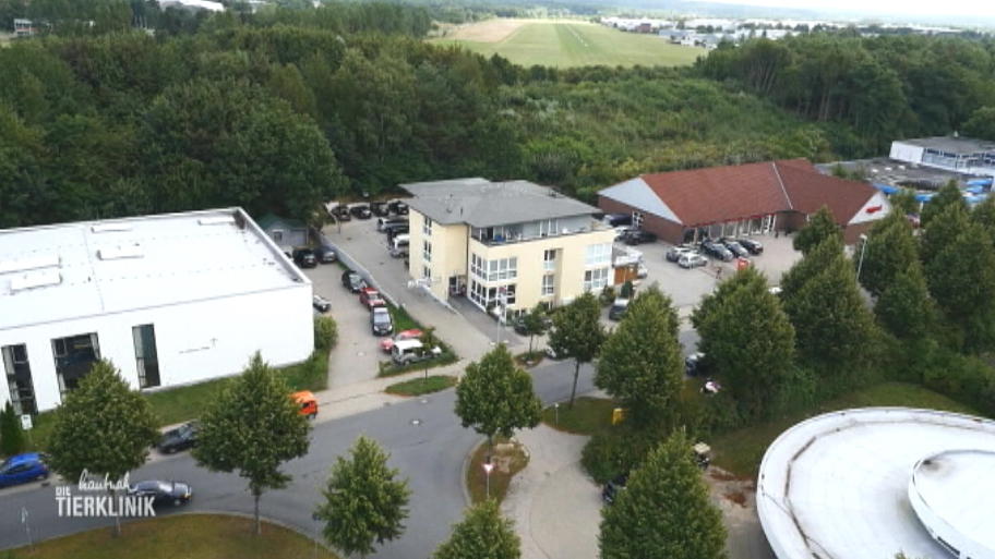 Hündin Fancy wird heute operiert